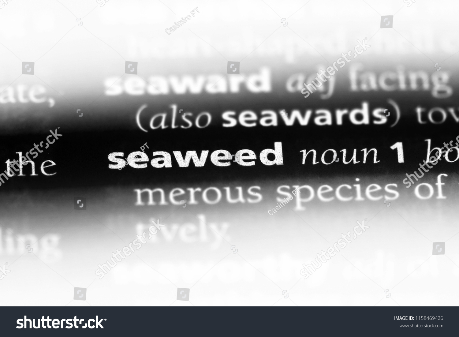 another word for seaweed