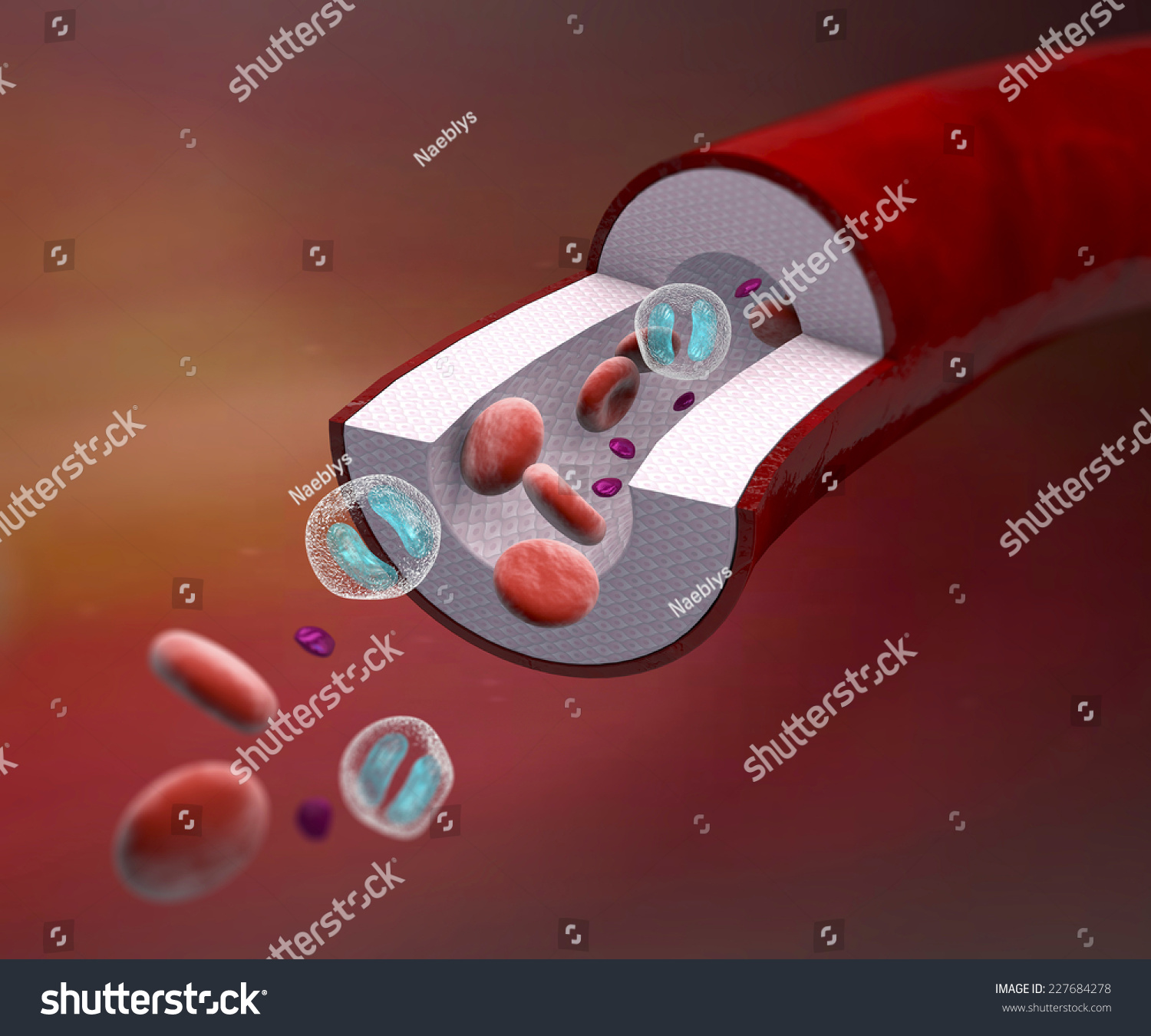 Section, Blood Vessel Artery, Vein, Red Blood Cells. Section Of A Vein ...