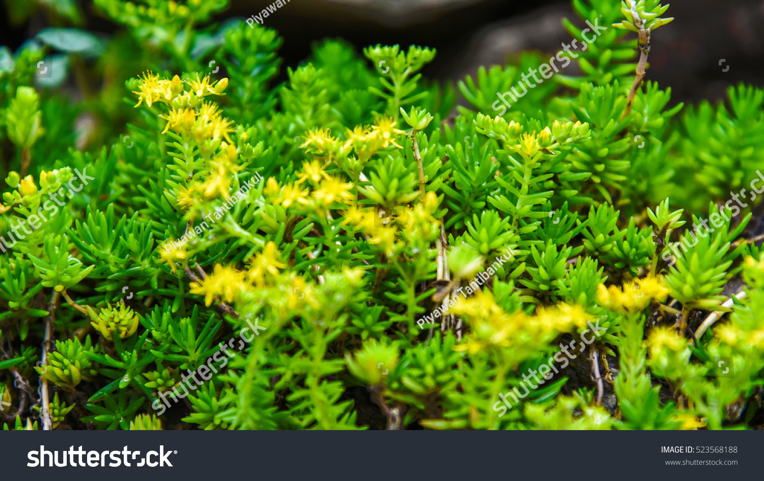 Sedum Pachyphyllum Succulent Plants Garden Stock Photo 523568188