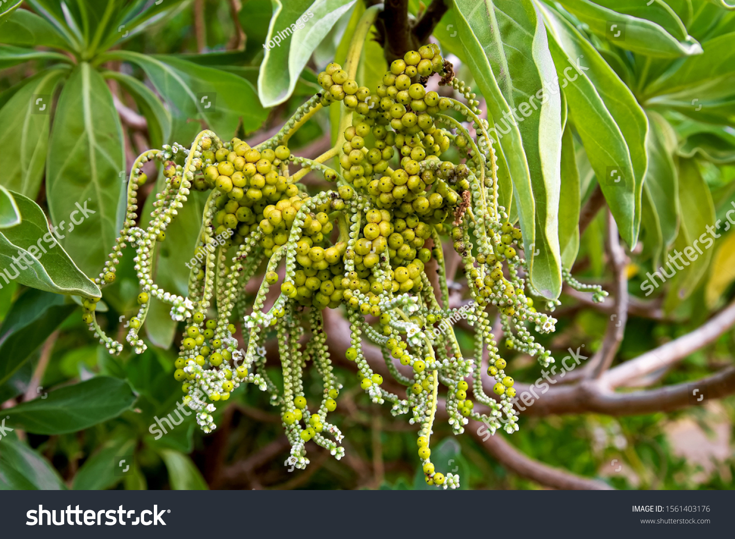 12 Silvery Messerschmidia Images, Stock Photos & Vectors 