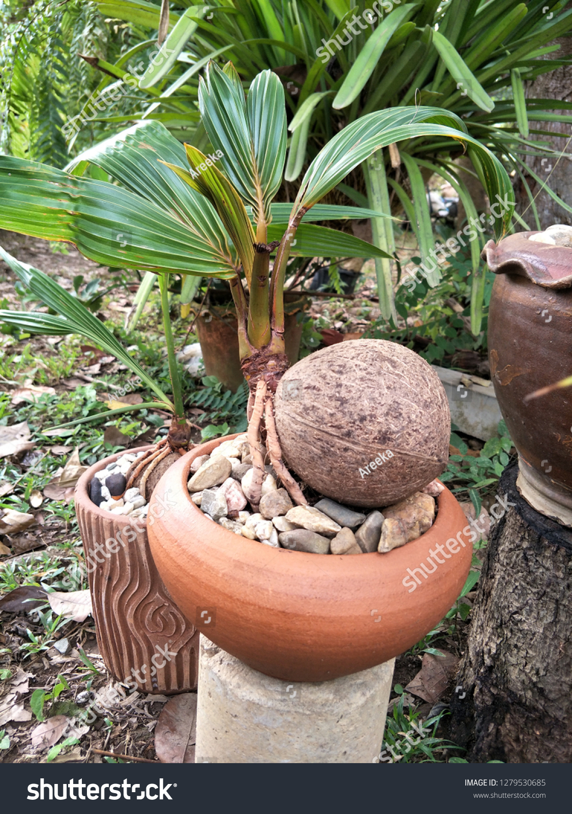 Seedling Coconut Clay Pot Coconut Healthy Stock Photo Edit Now