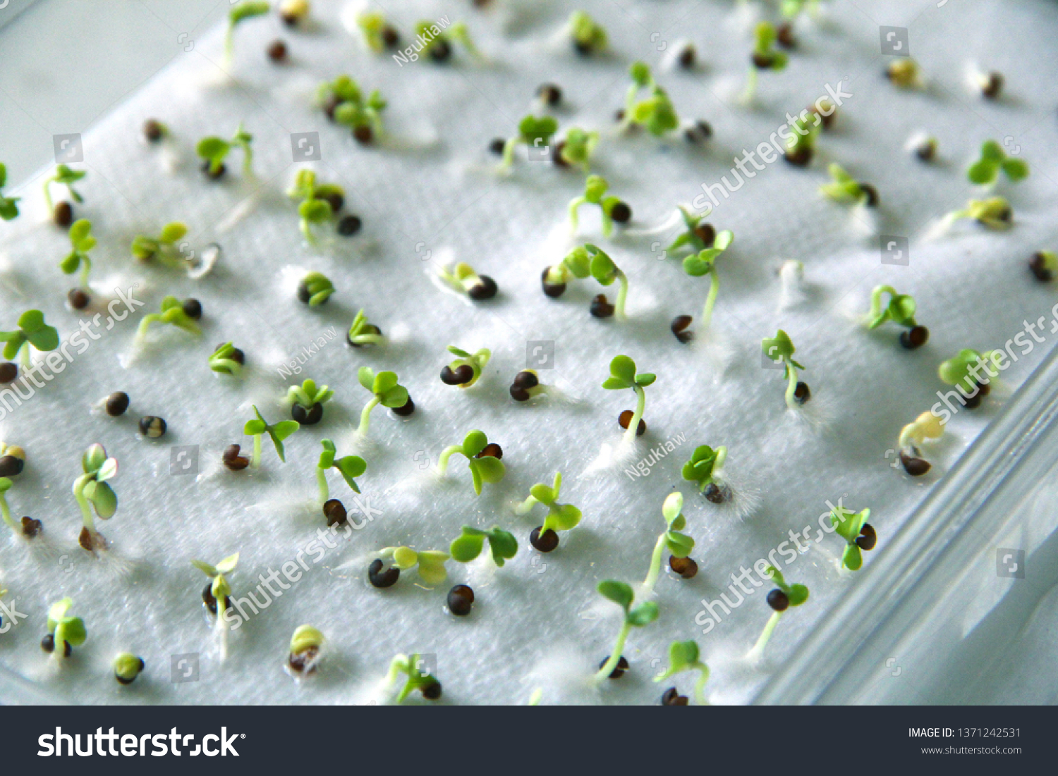 1.490 Germination test Bilder, Stockfotos und Shutterstock