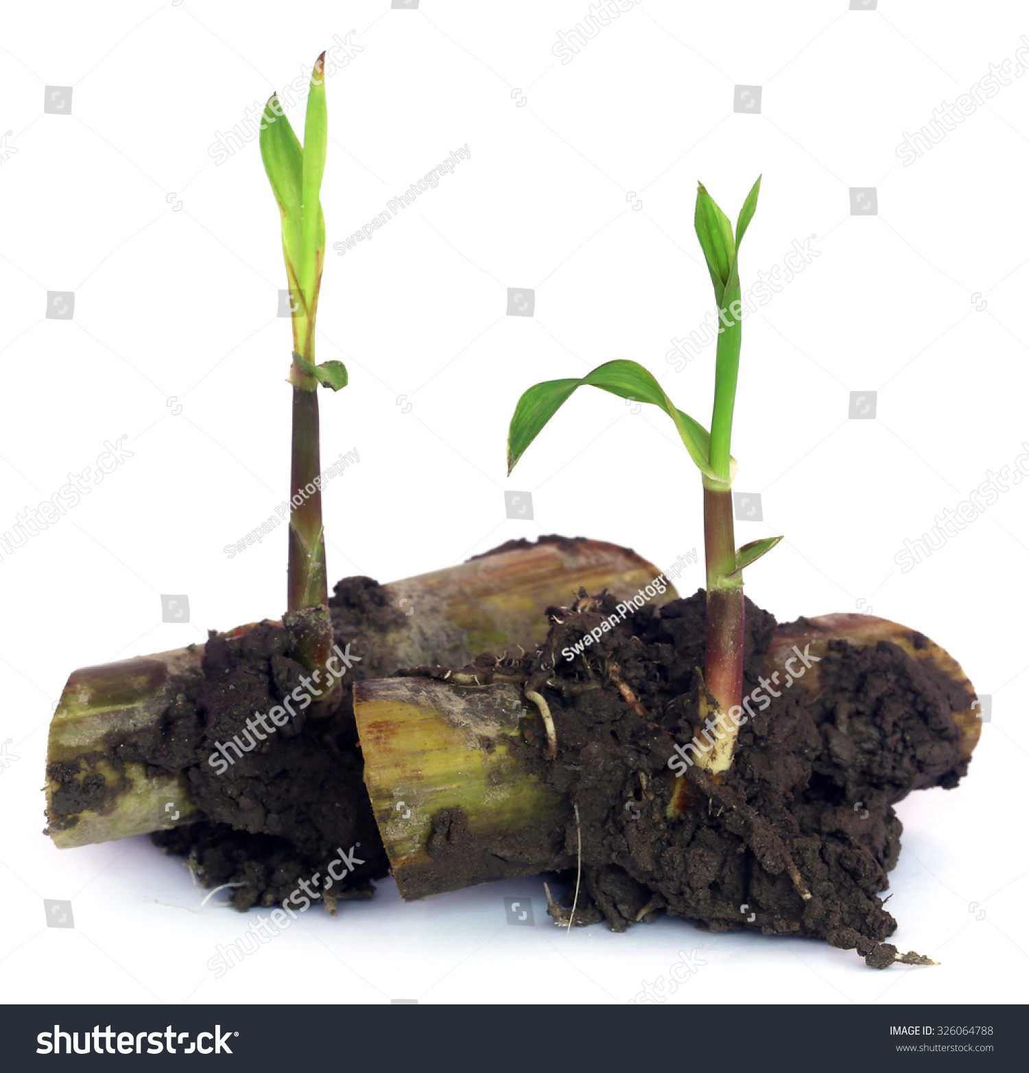 1,587 Sugarcane seedling Images, Stock Photos & Vectors | Shutterstock