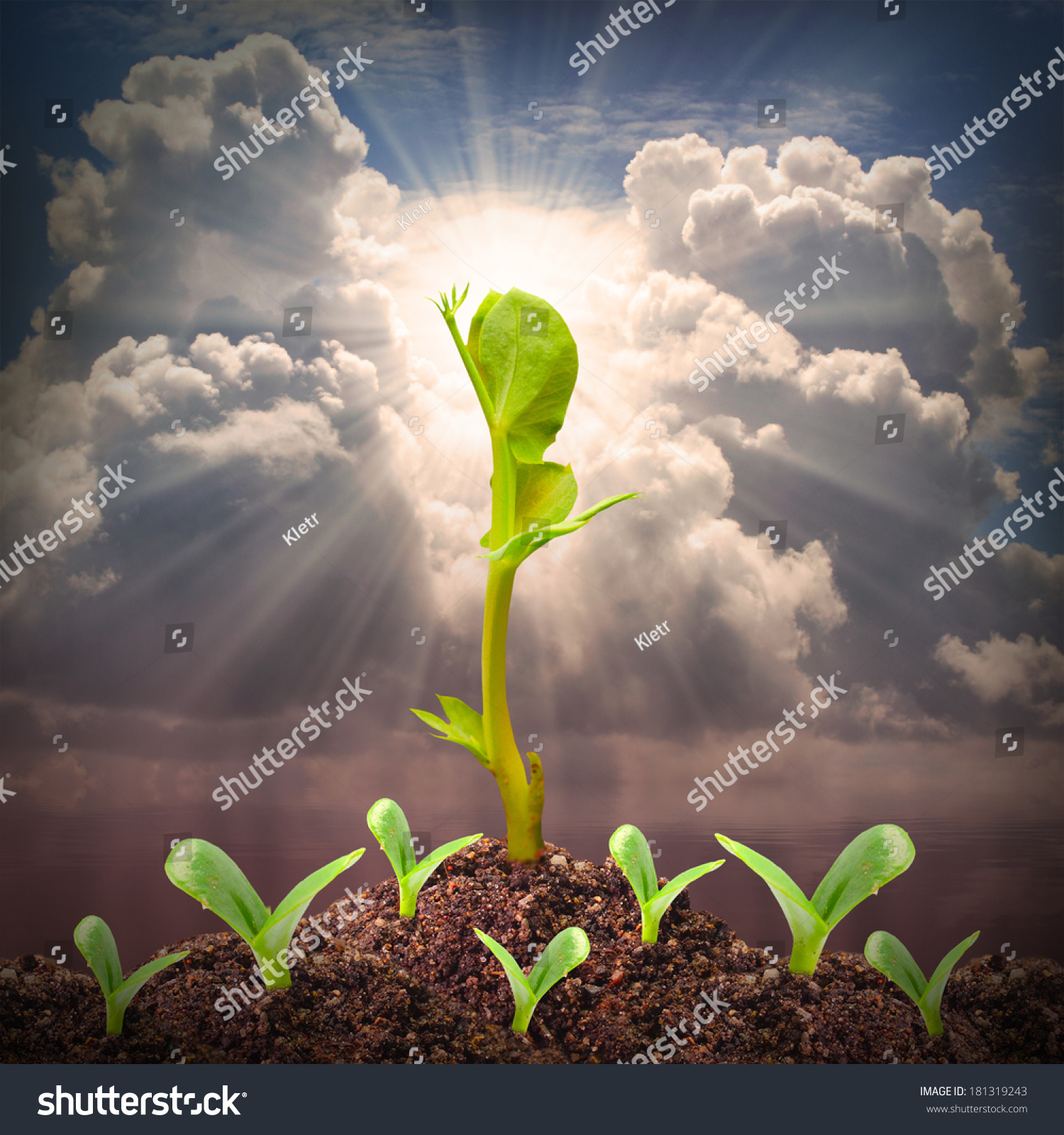 Seedlings Growth Competition Success Metaphor Stock Photo