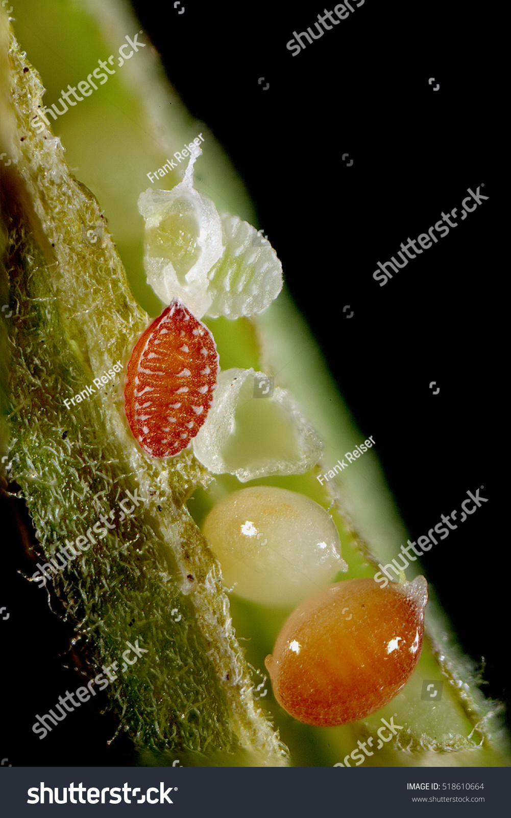 Seeds Yellow Wood Sorrel Oxalis Stricta Stock Photo Edit Now