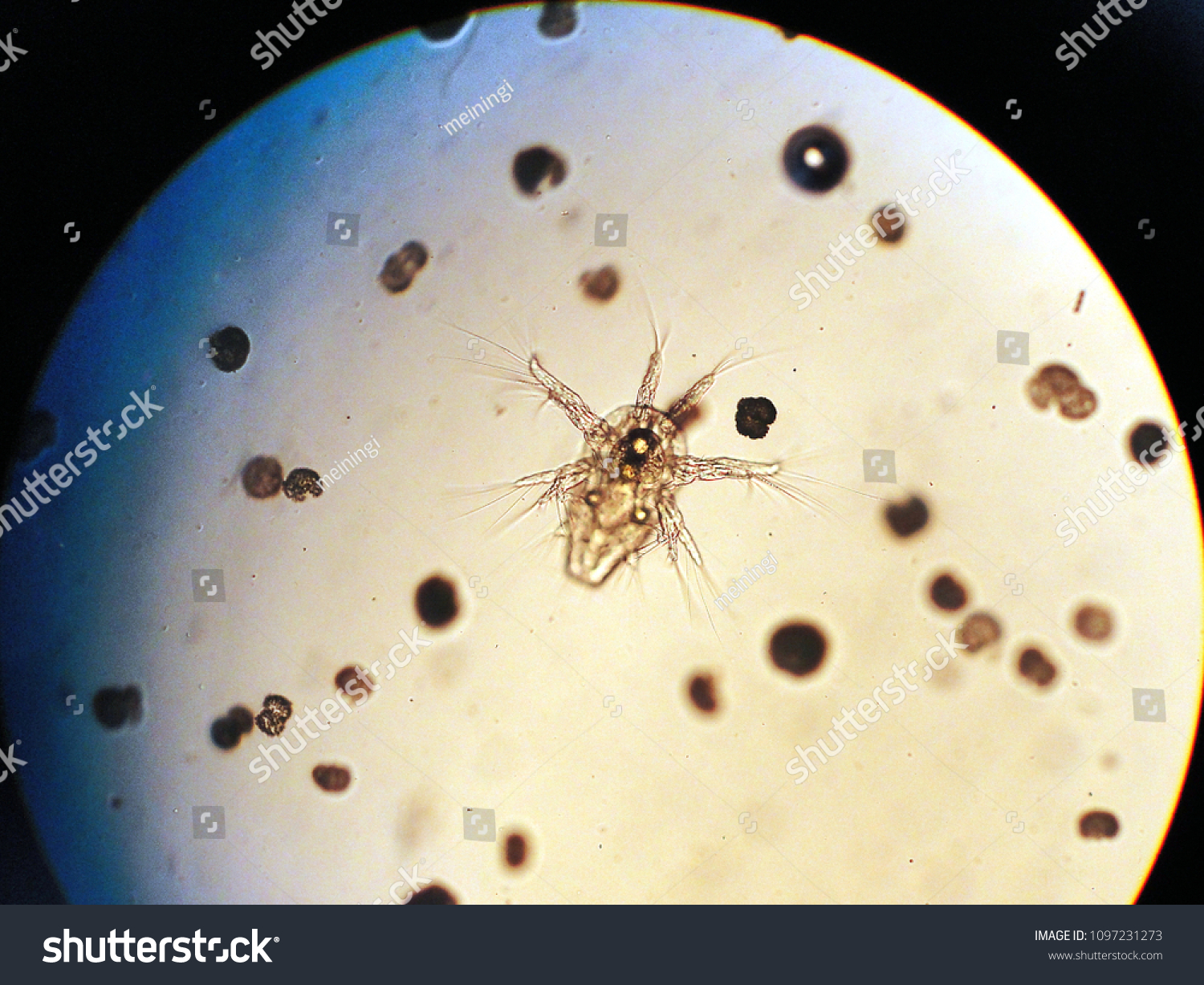 Seen Microscope You Look Nauplius Larva Stock Photo (Edit Now) 1097231273