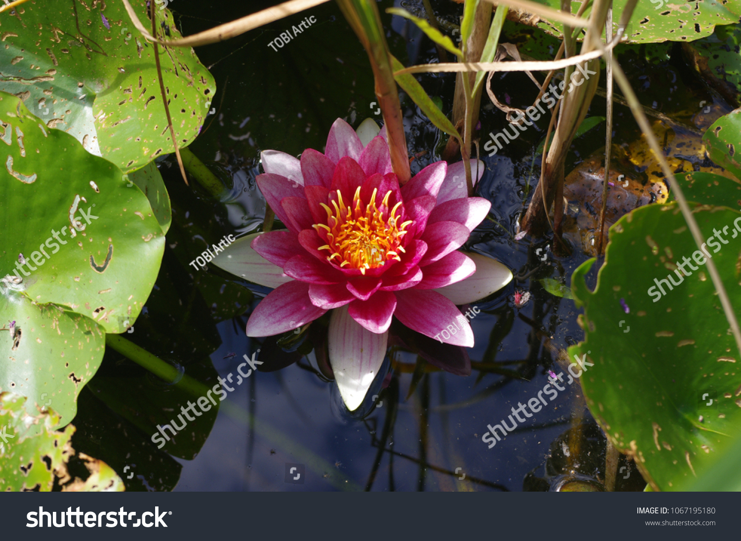 Seerose Lotus Wasserlilie Blume Natur Wasser Stock Photo Edit Now 1067195180