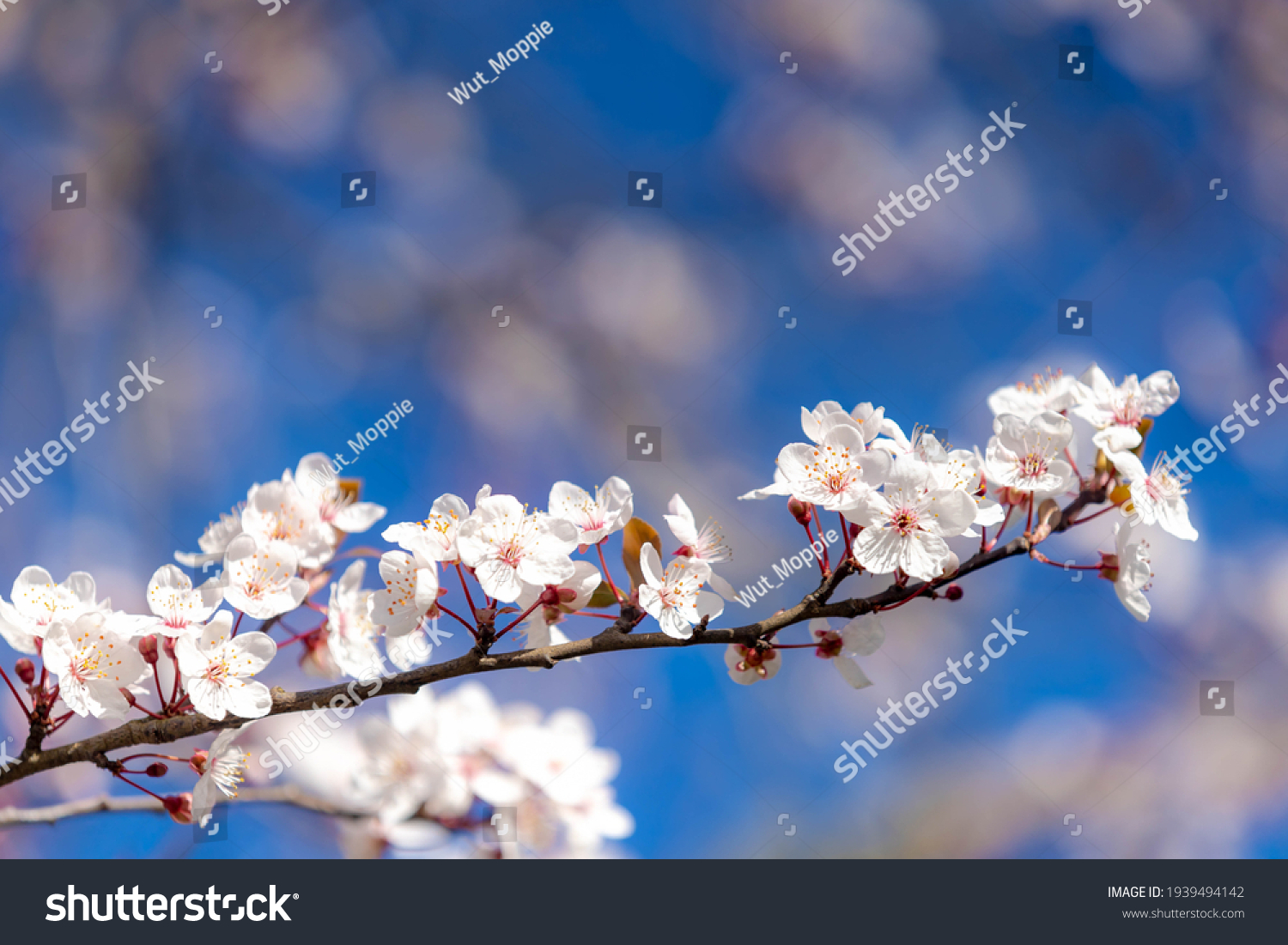 24 971 611 美丽的花图片 库存照片和矢量图 Shutterstock