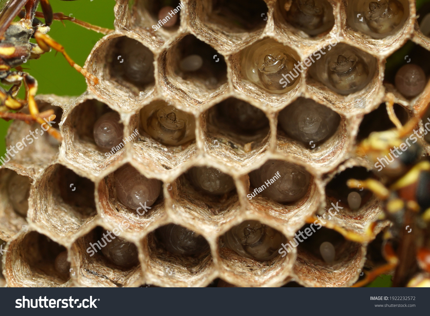 4,879 Wasp egg Images, Stock Photos & Vectors | Shutterstock