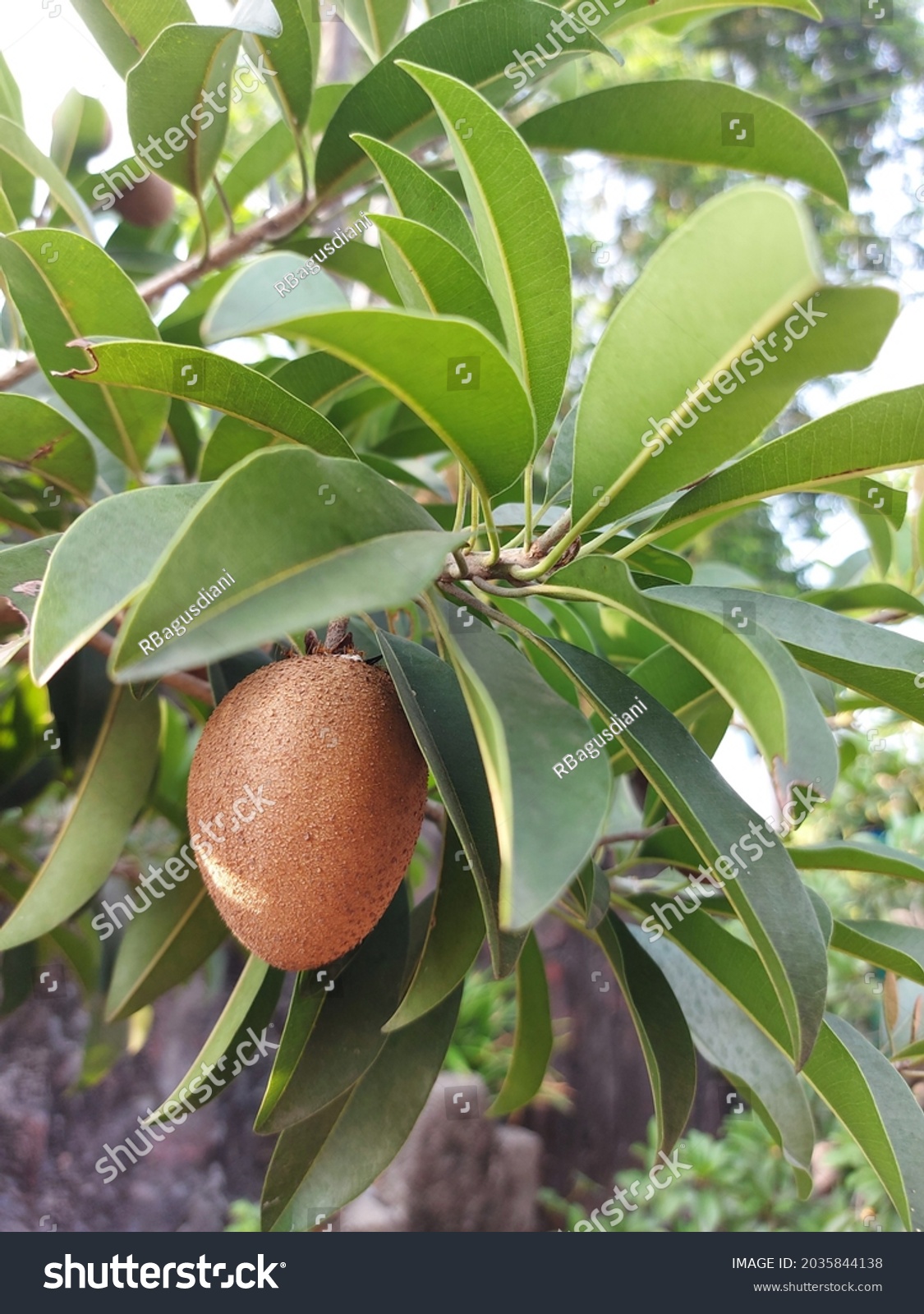 282 Mamey sapote Images, Stock Photos & Vectors | Shutterstock