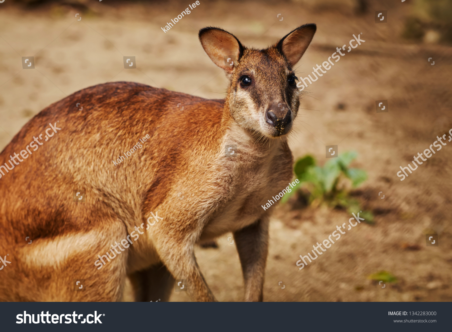 Selective Focus On Baby Kangaroo Malaysia Stock Photo Edit Now 1342283000