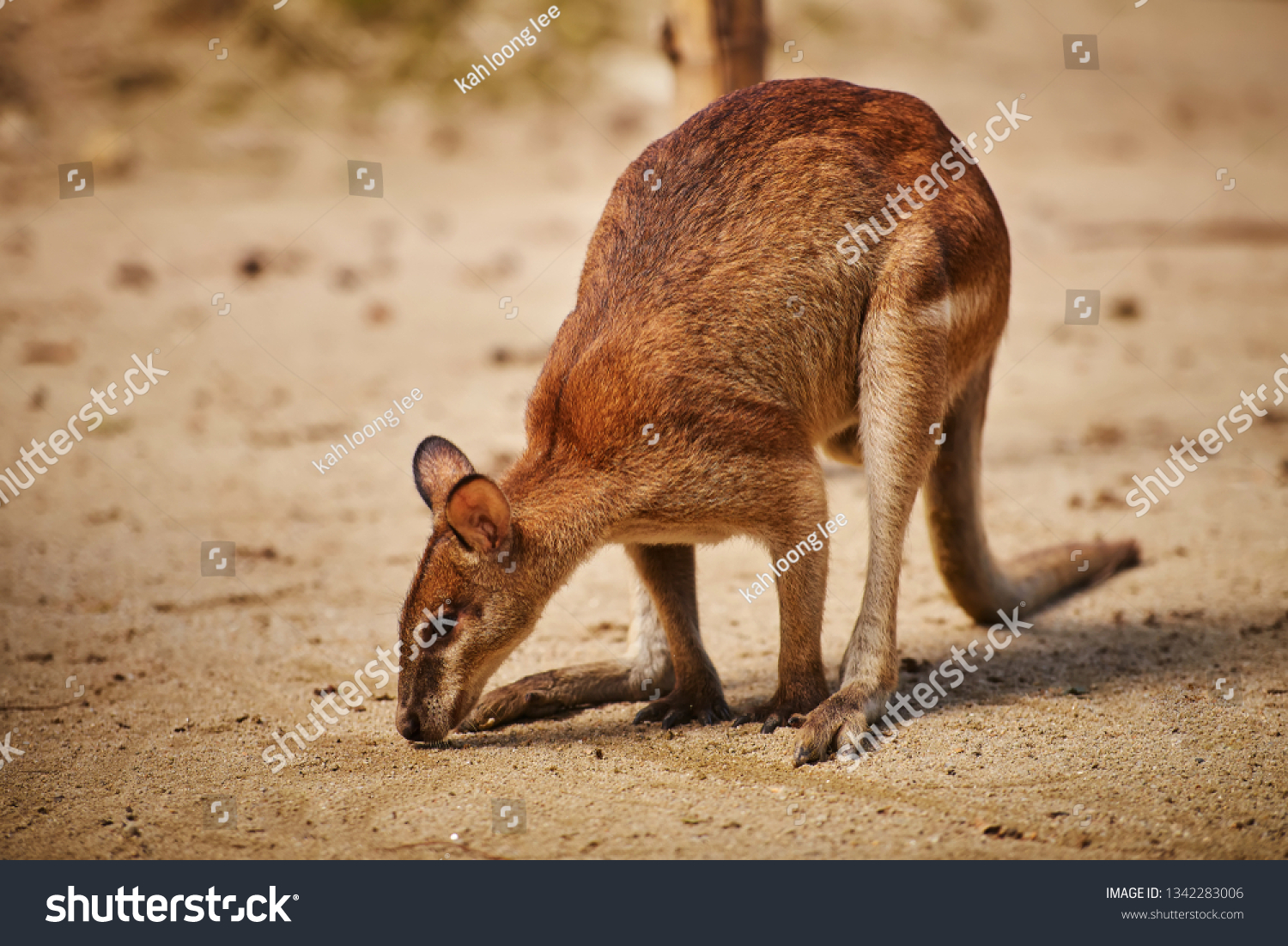 Selective Focus On Baby Kangaroo Malaysia Stock Photo Edit Now 1342283006