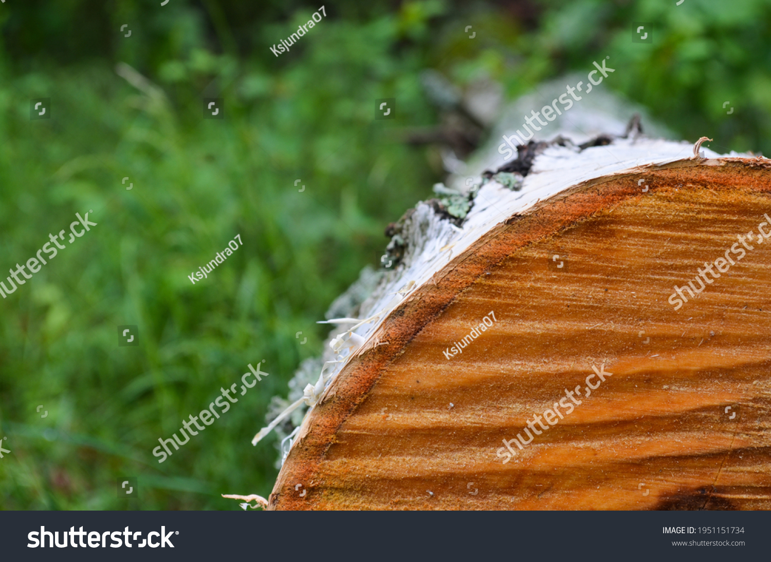 9,711 imágenes de Deadwood tree - Imágenes, fotos y vectores de stock