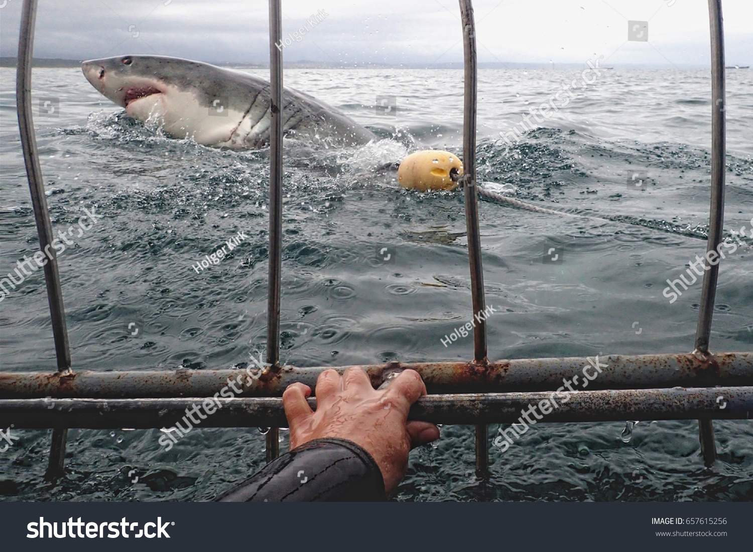 サメの檻からホホジロザメへの自画像 の写真素材 今すぐ編集