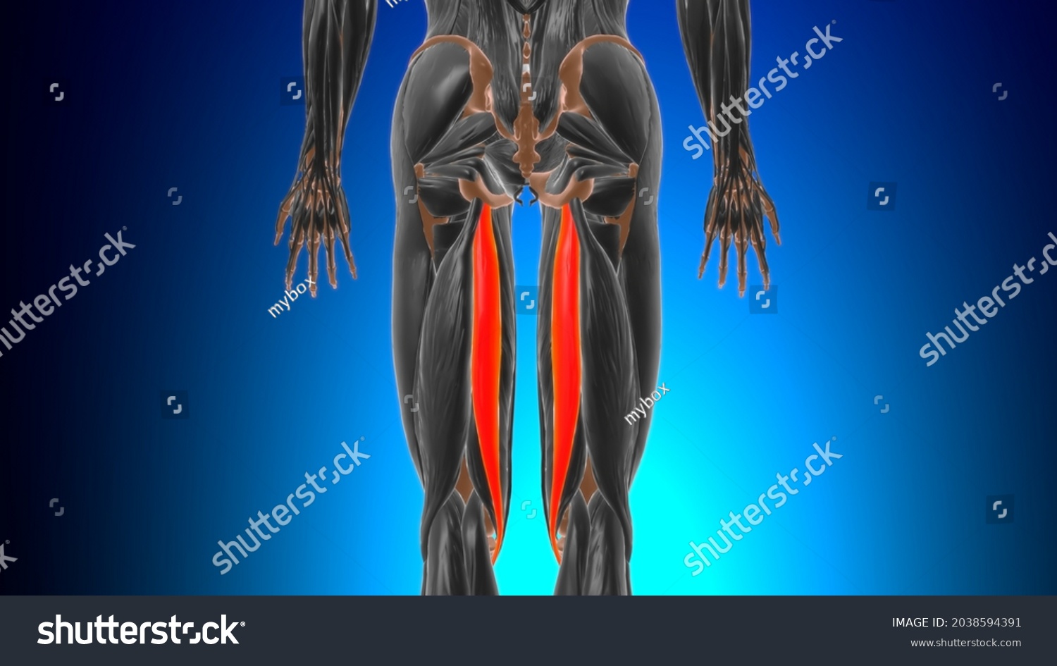 Semitendinosus Muscle Anatomy Medical Concept 3d Stock Illustration 2038594391 0705