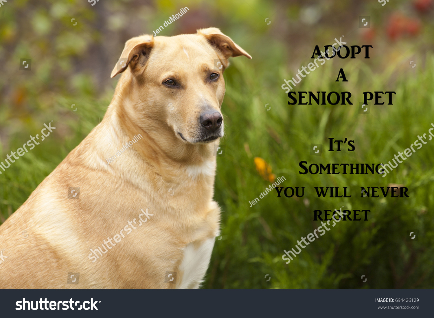 senior dogs rescue near me