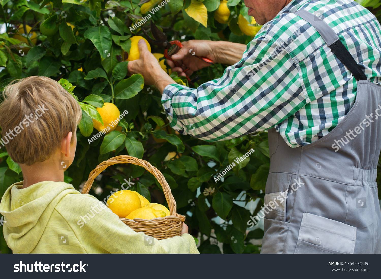 Senior Farmer Man Grandfather Young Boy Stock Photo 1764297509