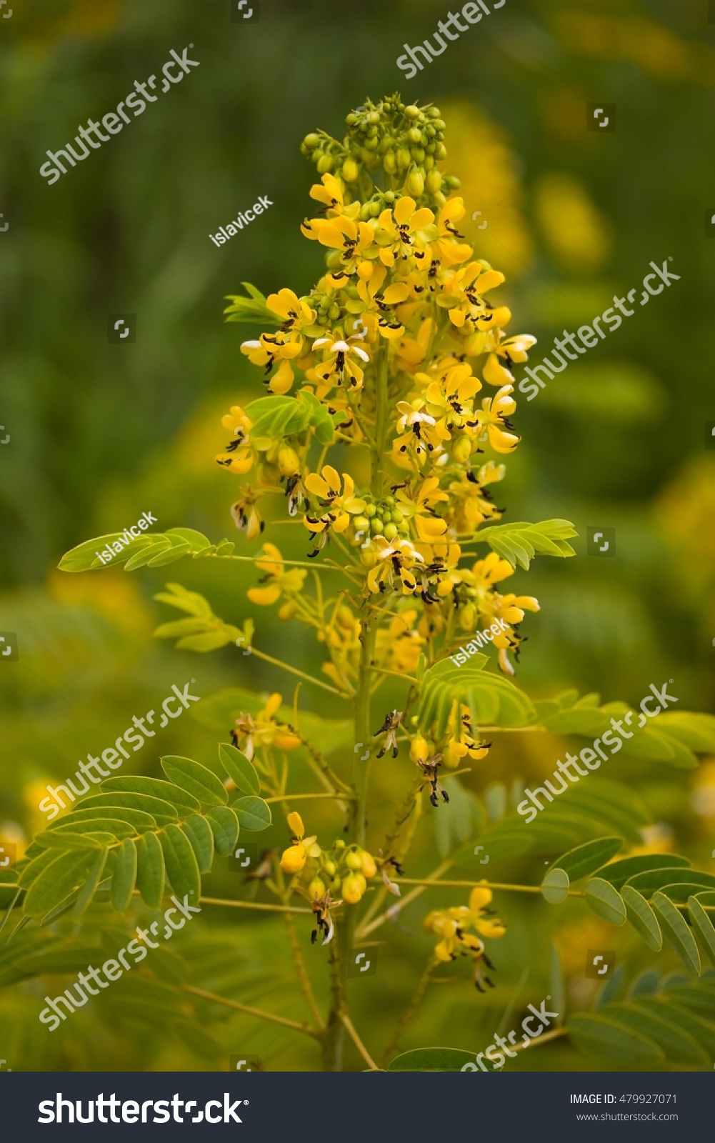 Senna Hebecarpa Common Names American Senna Stock Photo 479927071