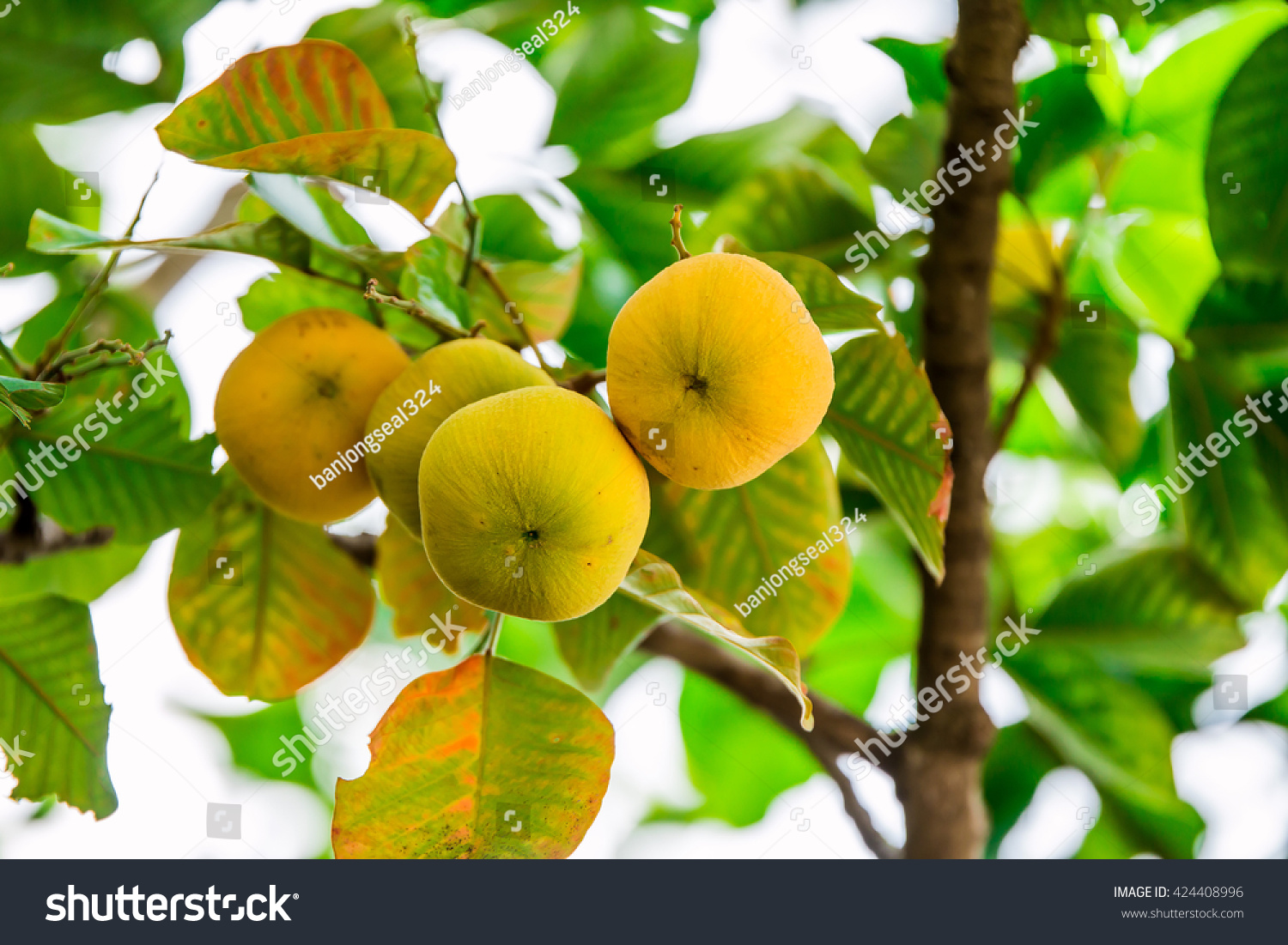 التعرف على أشجار الفاكهة الاستوائية