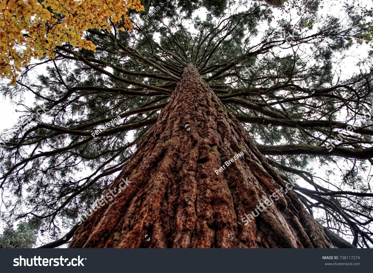Sequoia Call Mamut Tree Biggest Trees Stock Photo Edit Now 738117274