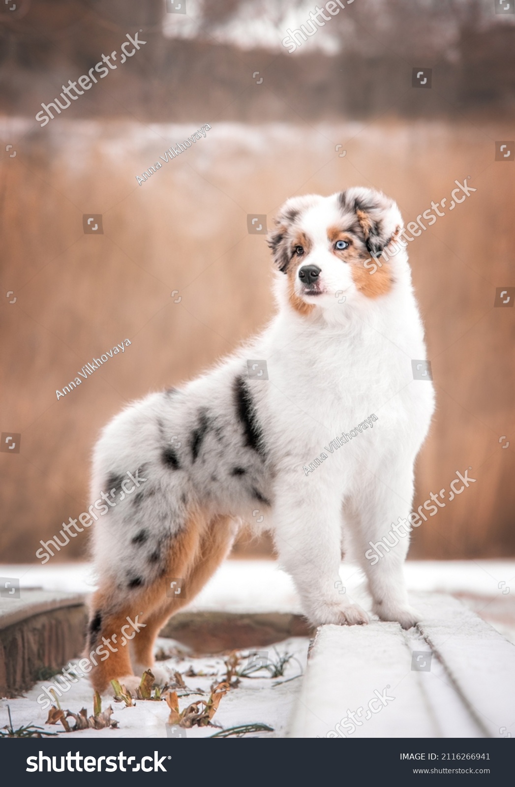 4,789 Australian shepherd snow Images, Stock Photos & Vectors