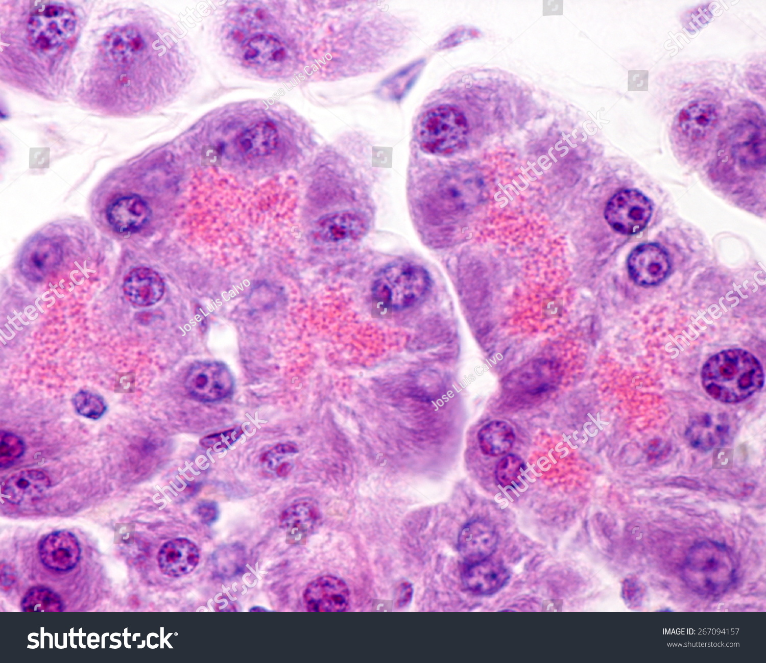 Serous Acini Pancreas Full Secretory Granules Stock Photo ...