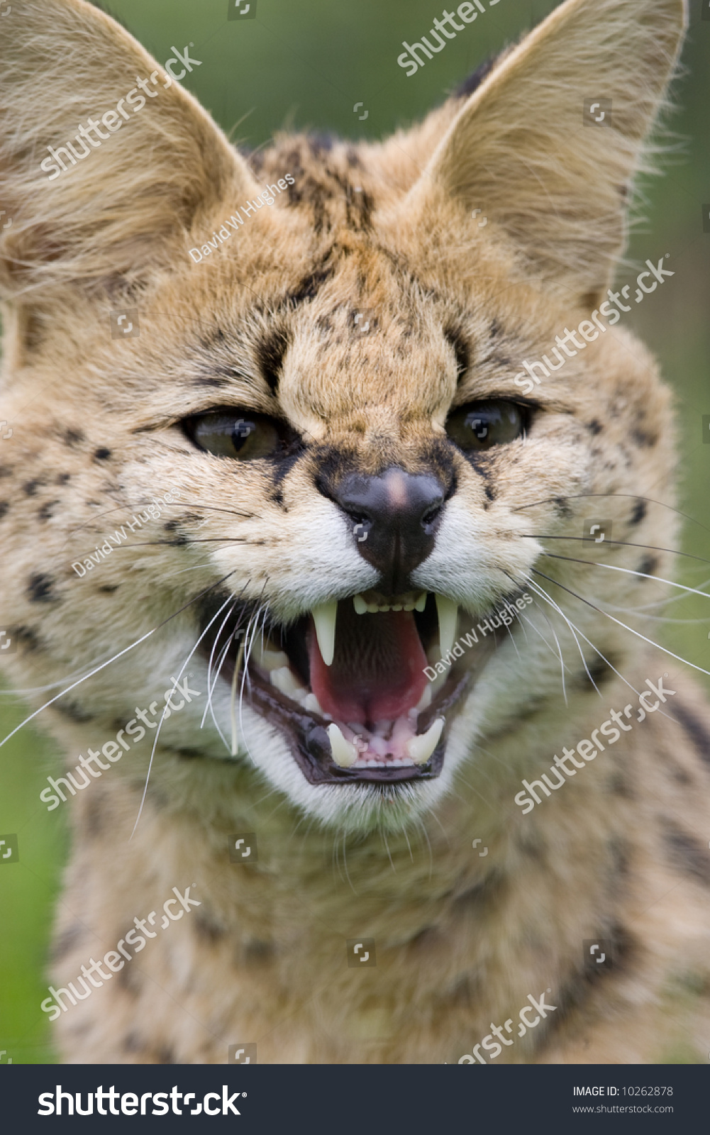 Serval Aggresive Stock Photo 10262878 : Shutterstock