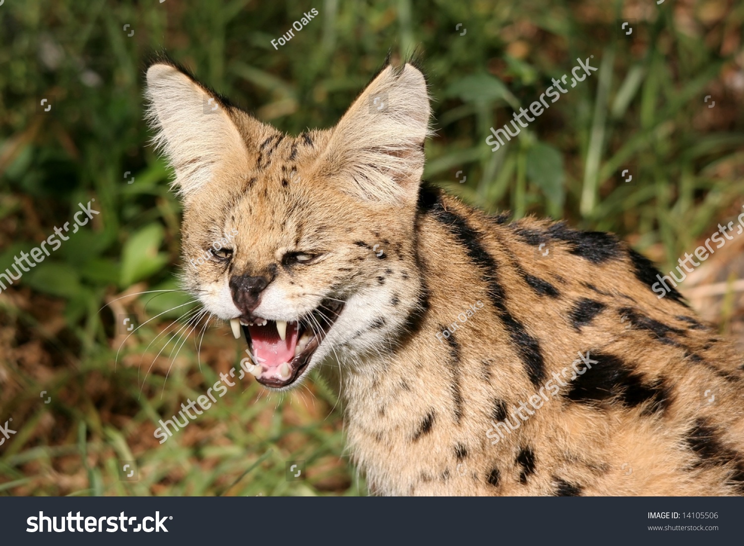 Serval Wild Cat Snarling In The African Bush Stock Photo 14105506 ...