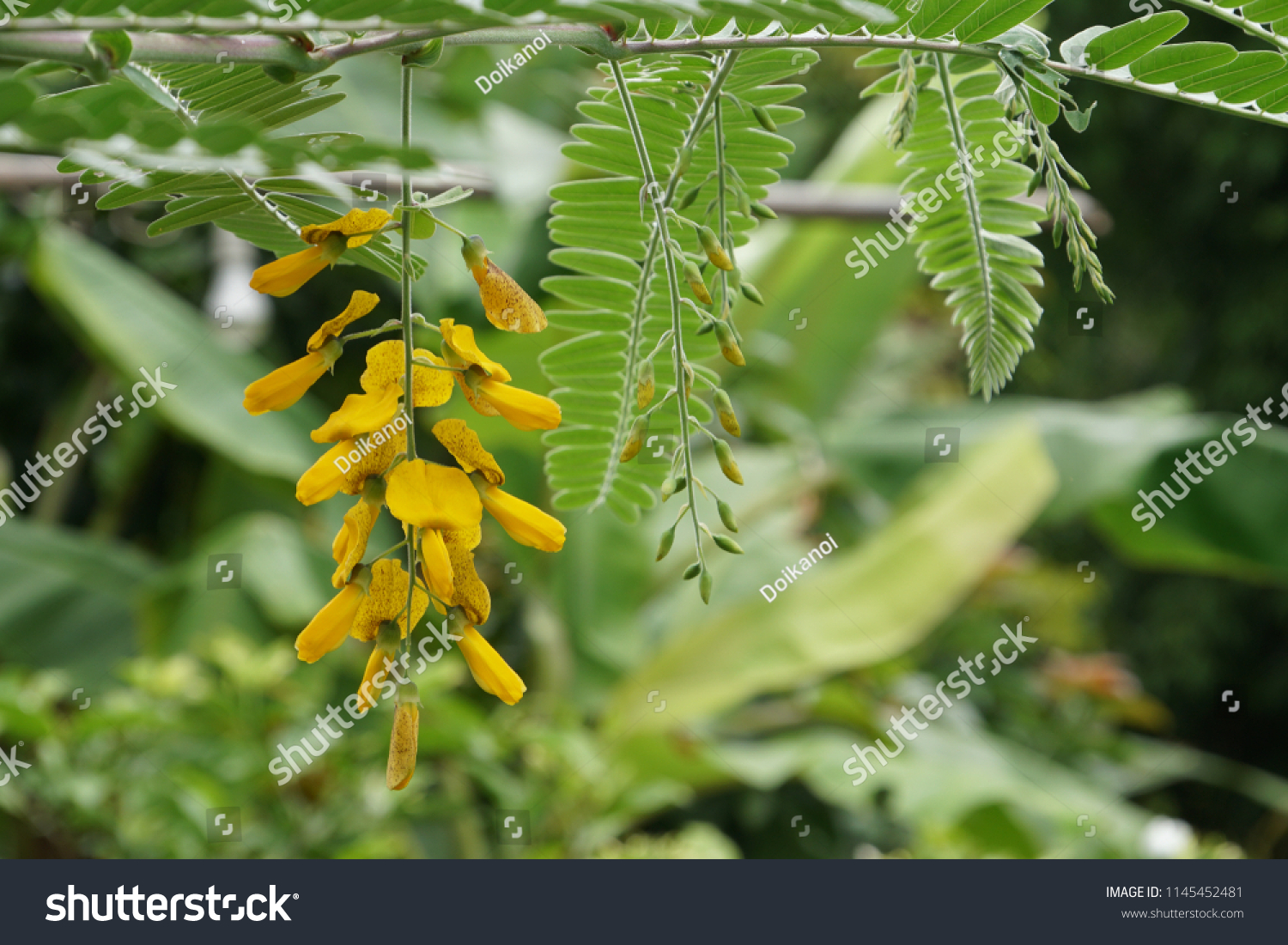 Sesbania Cannabina Flower Sesbania Pea Stock Photo 1145452481 