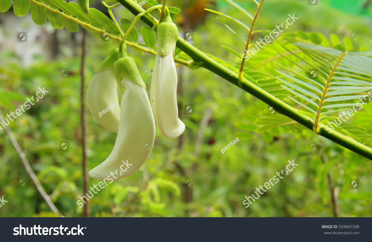 Sesbania Grandiflora Stock Photo 593847338 | Shutterstock