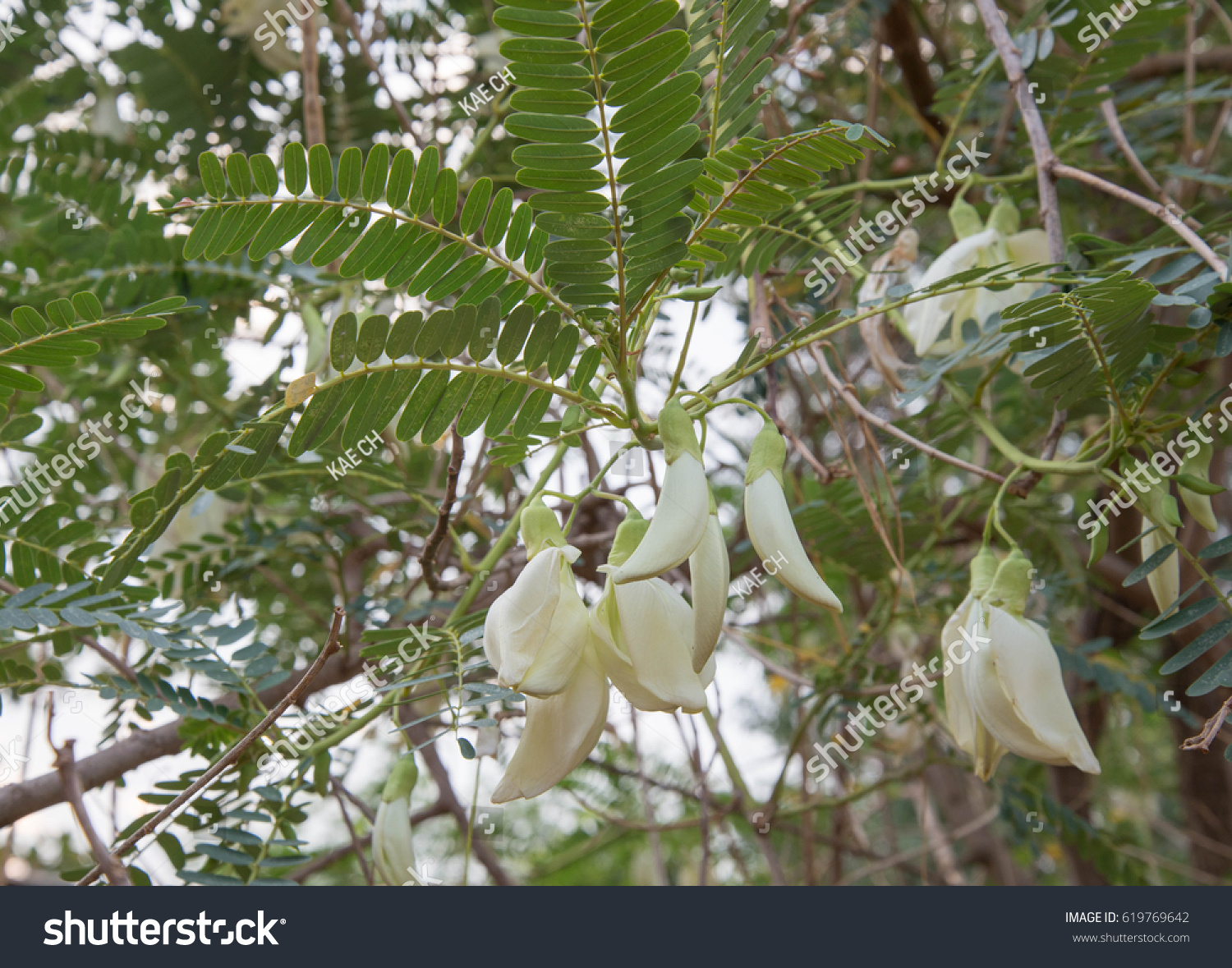 Sesbania Grandiflora Stock Photo 619769642 | Shutterstock