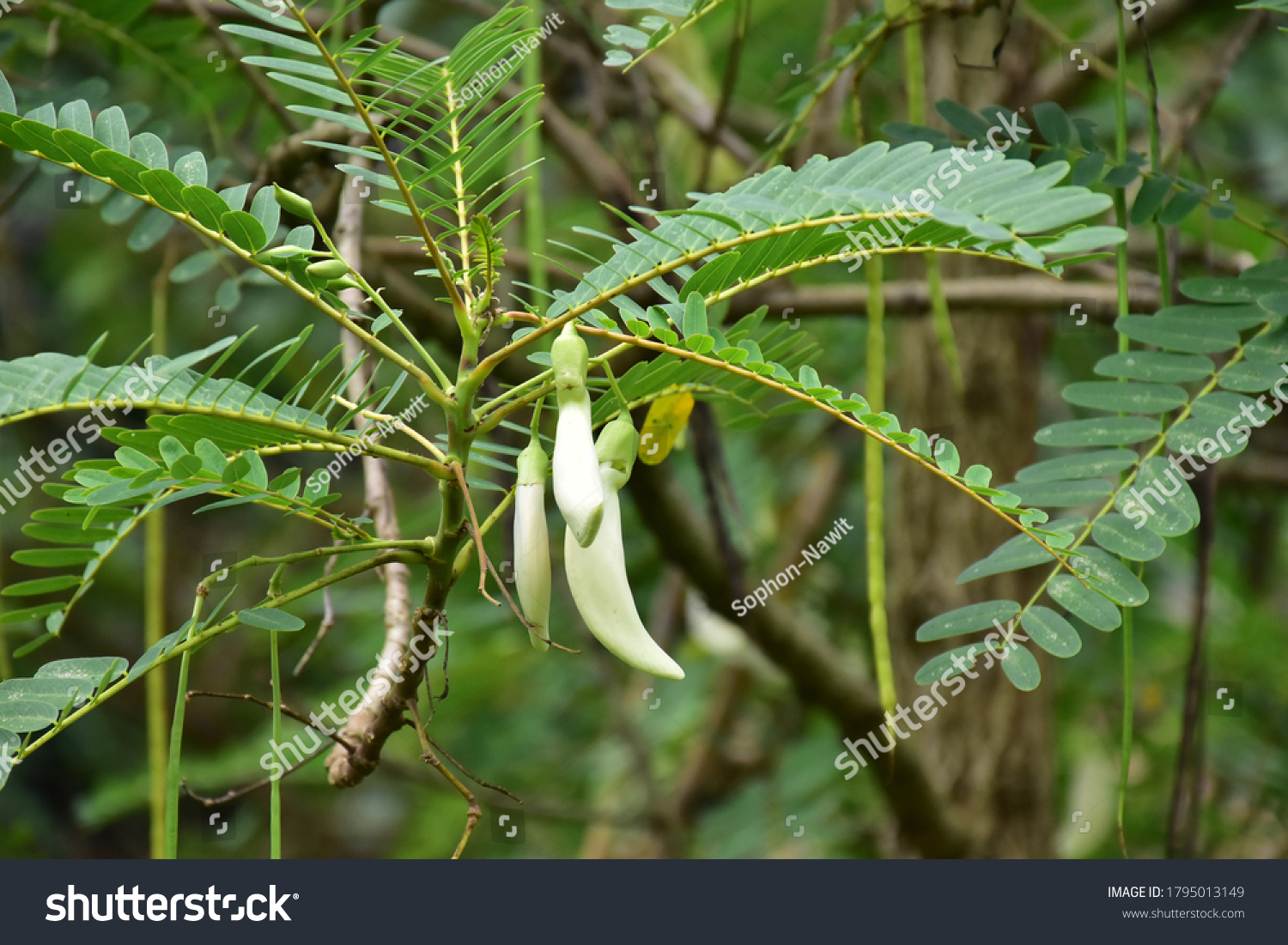 Sesbania Grandiflora Plant Branches Flower Blurred Stock Photo 