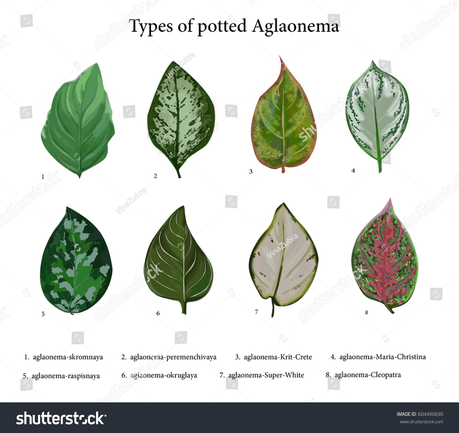 Set Leaves On White Background Botany Stock Illustration 604490690,Pork Tenderloin Internal Temperature Uk