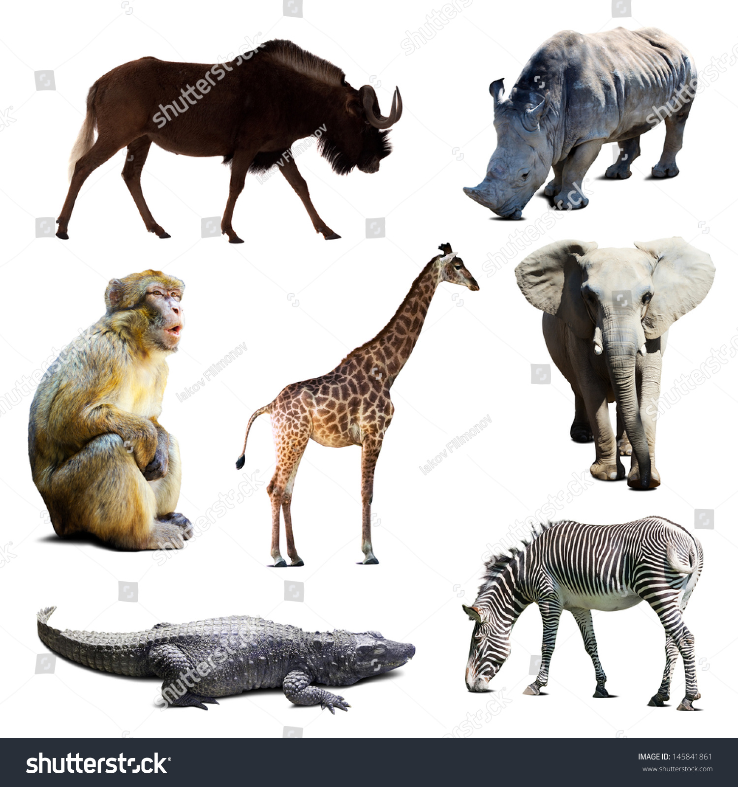 Set Of African Animals Over White Background Stock Photo 145841861 ...