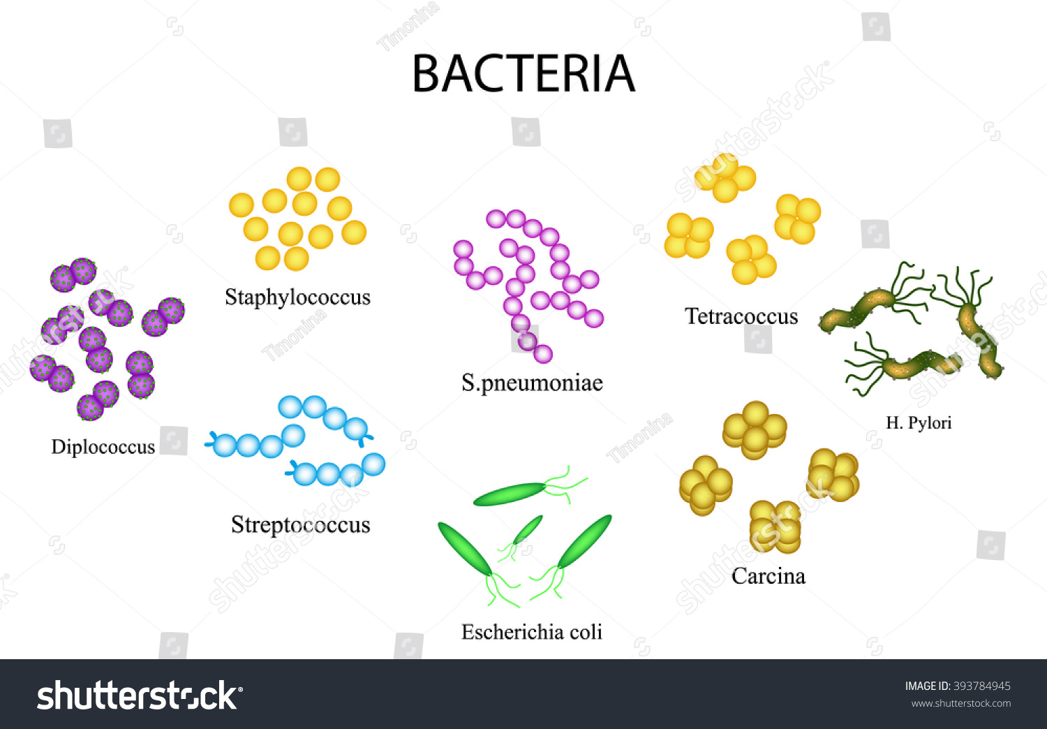 Streptococcus Bacteria Diagram