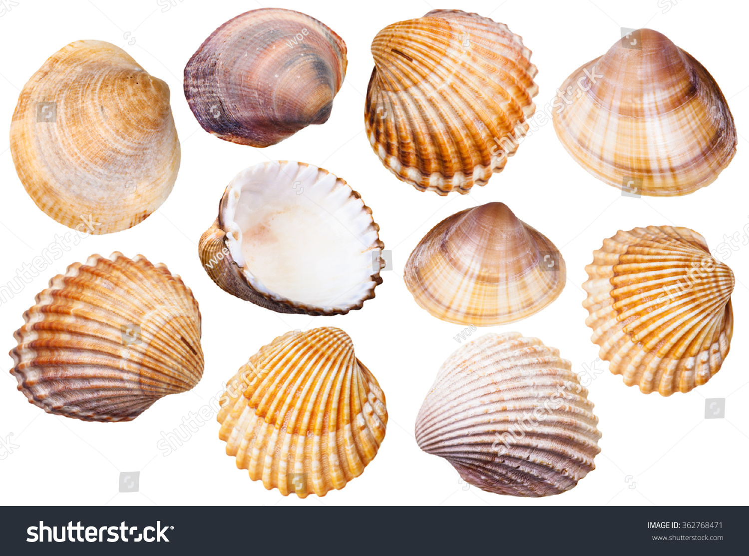 Set Of Clam Mollusc Shells Isolated On White Background Stock Photo ...