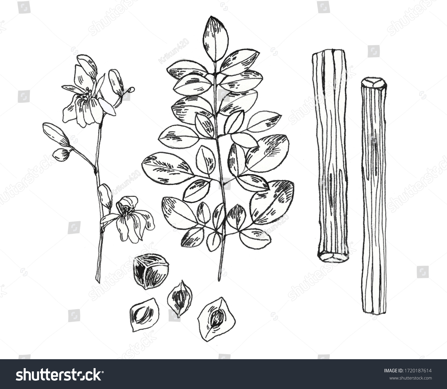 Set Detailed Botanical Drawings Moringa Oleifera Stock Illustration 1720187614 Shutterstock