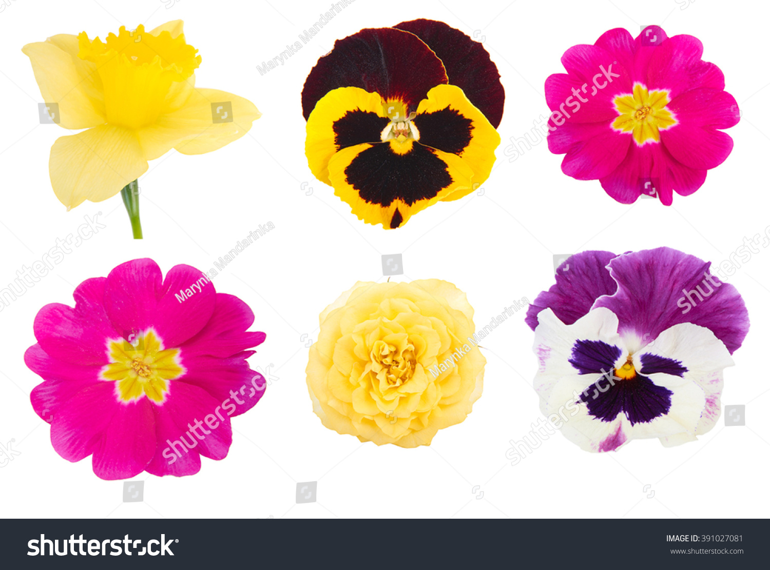 Set Different Types Spring Flowers Isolated Stock Photo Edit Now 391027081