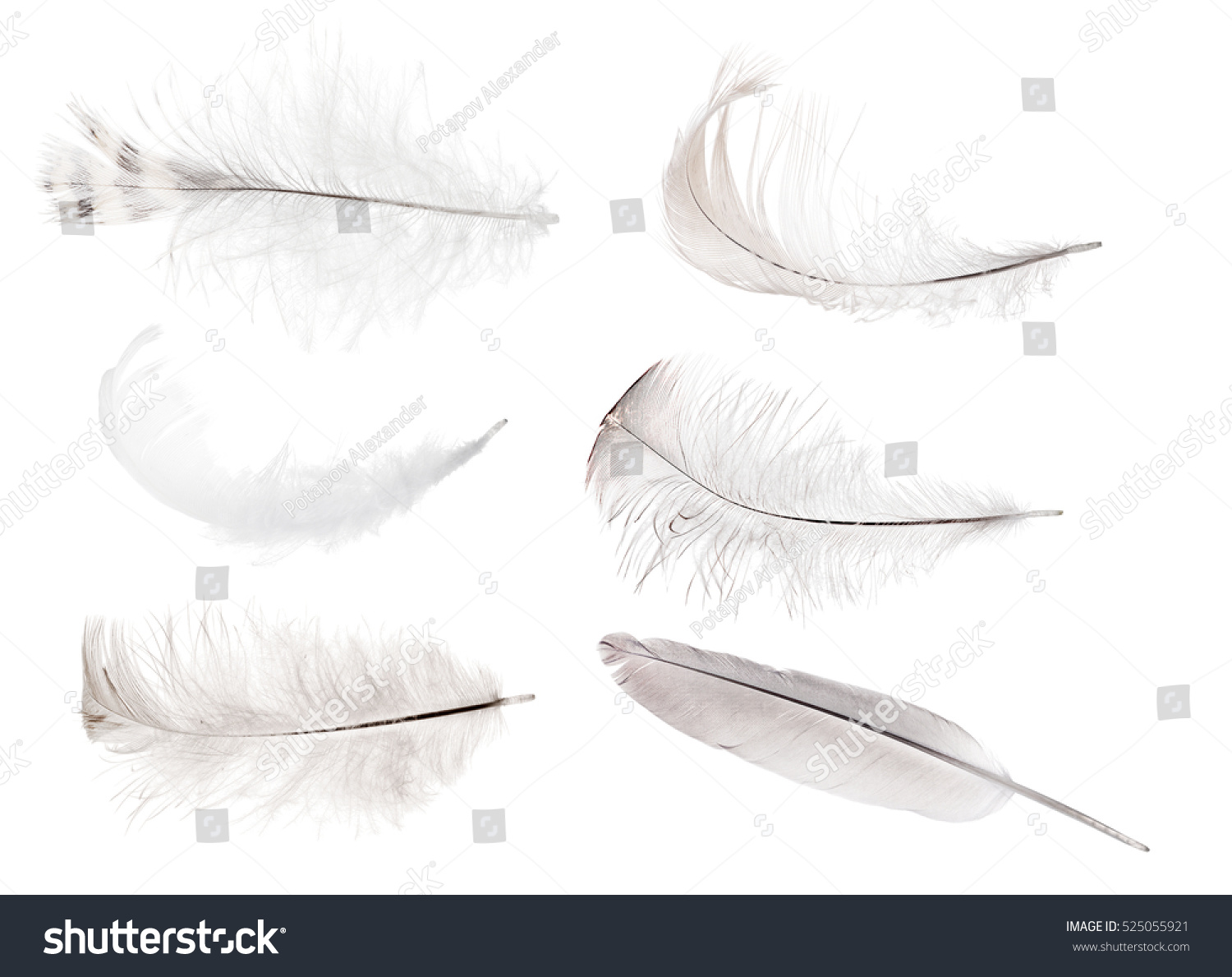 Set Feathers Isolated On White Background Stock Photo (Edit Now) 525055921