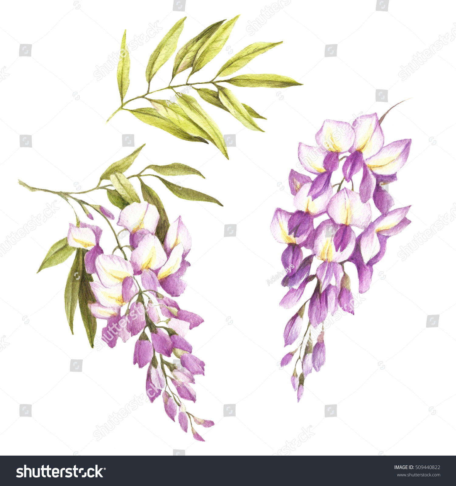 Set Flowers Leaves Wisteria Hand Draw Stock Illustration 509440822 ...