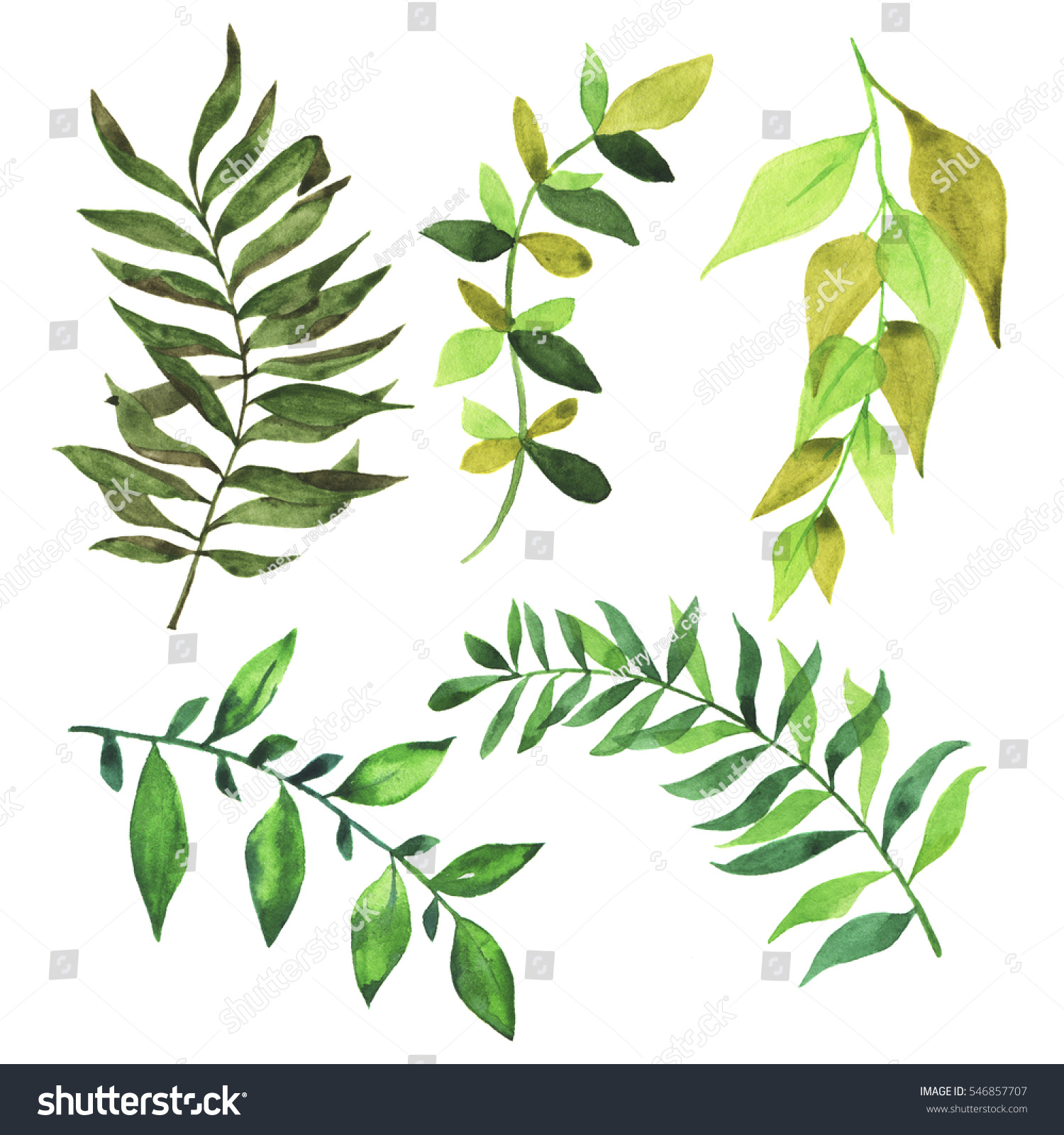 Set Green Branches Leaves On White Stock Illustration 546857707 ...