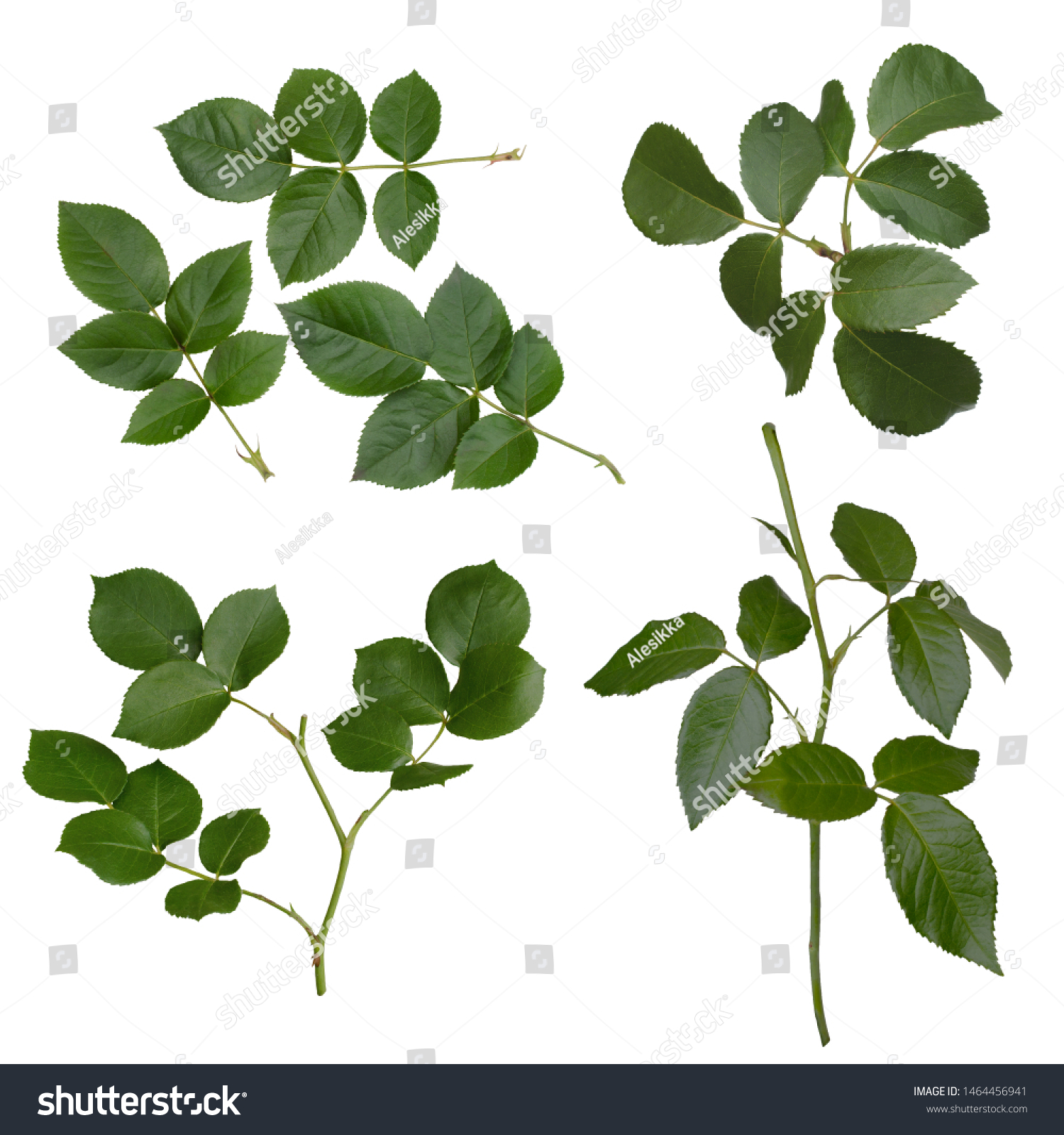 Set Green Rose Leaves Isolated On Stock Photo Edit Now 1464456941