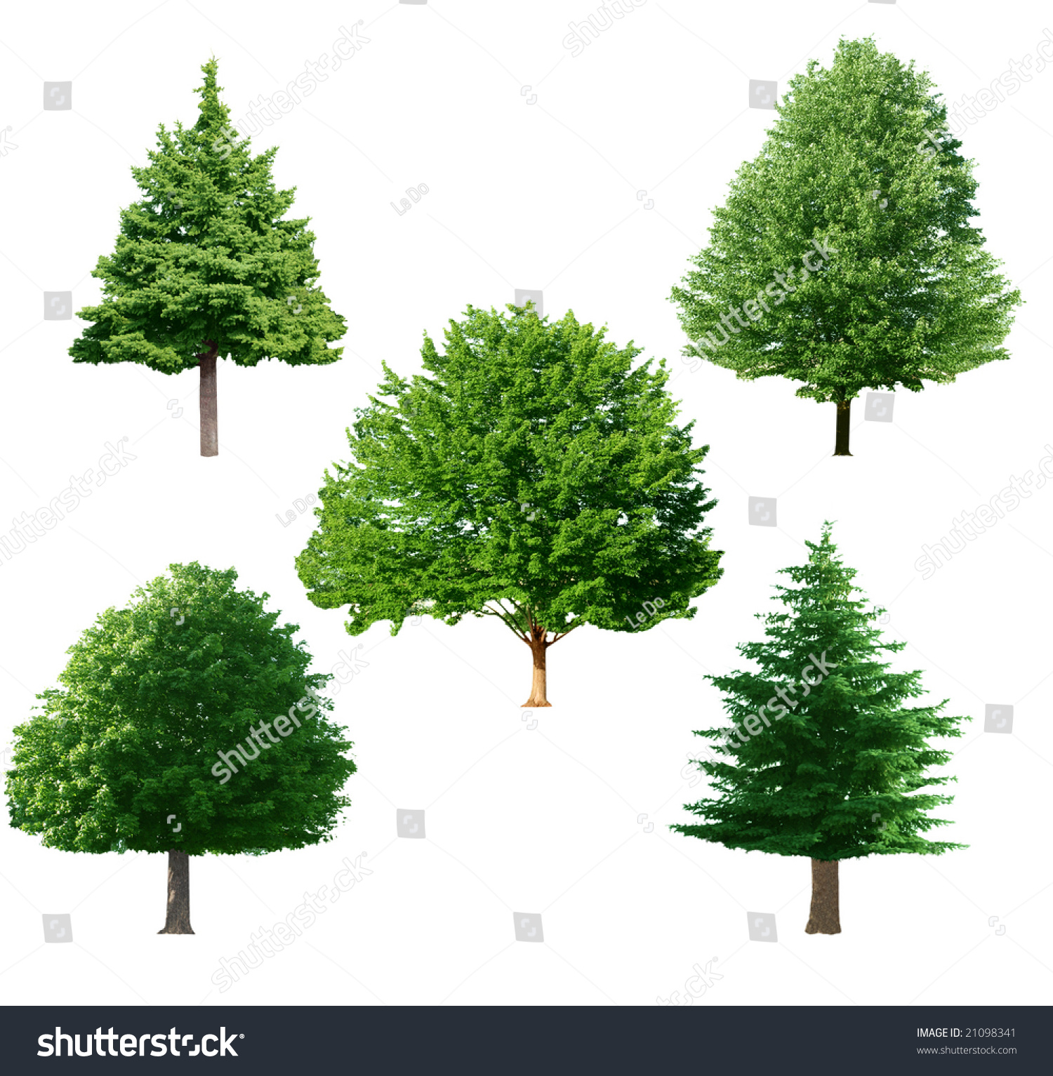 Set Green Tree Isolated On White Stock Photo 21098341 - Shutterstock