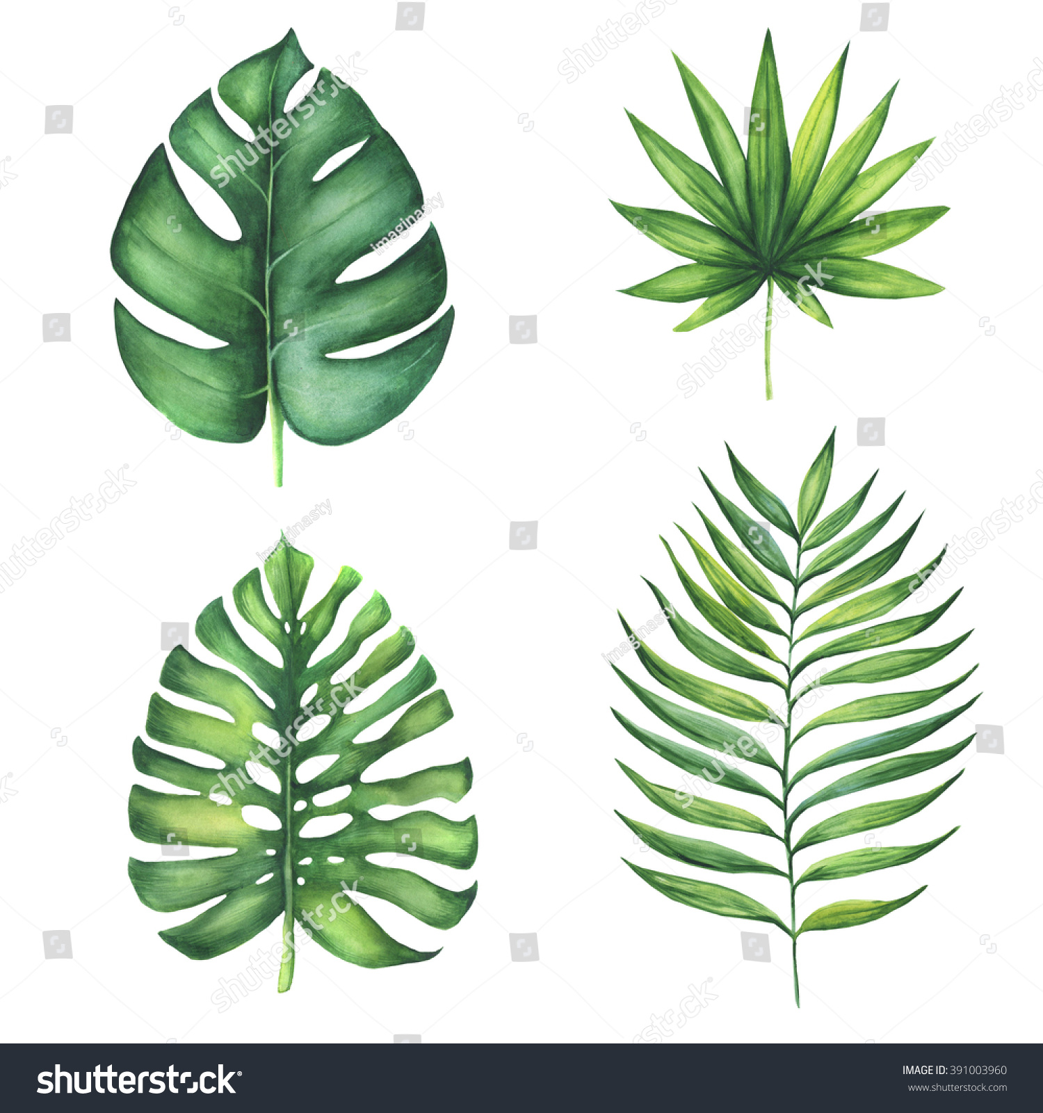 Set Green Tropical Palm Leaves Watercolor Stock Illustration 391003960 ...