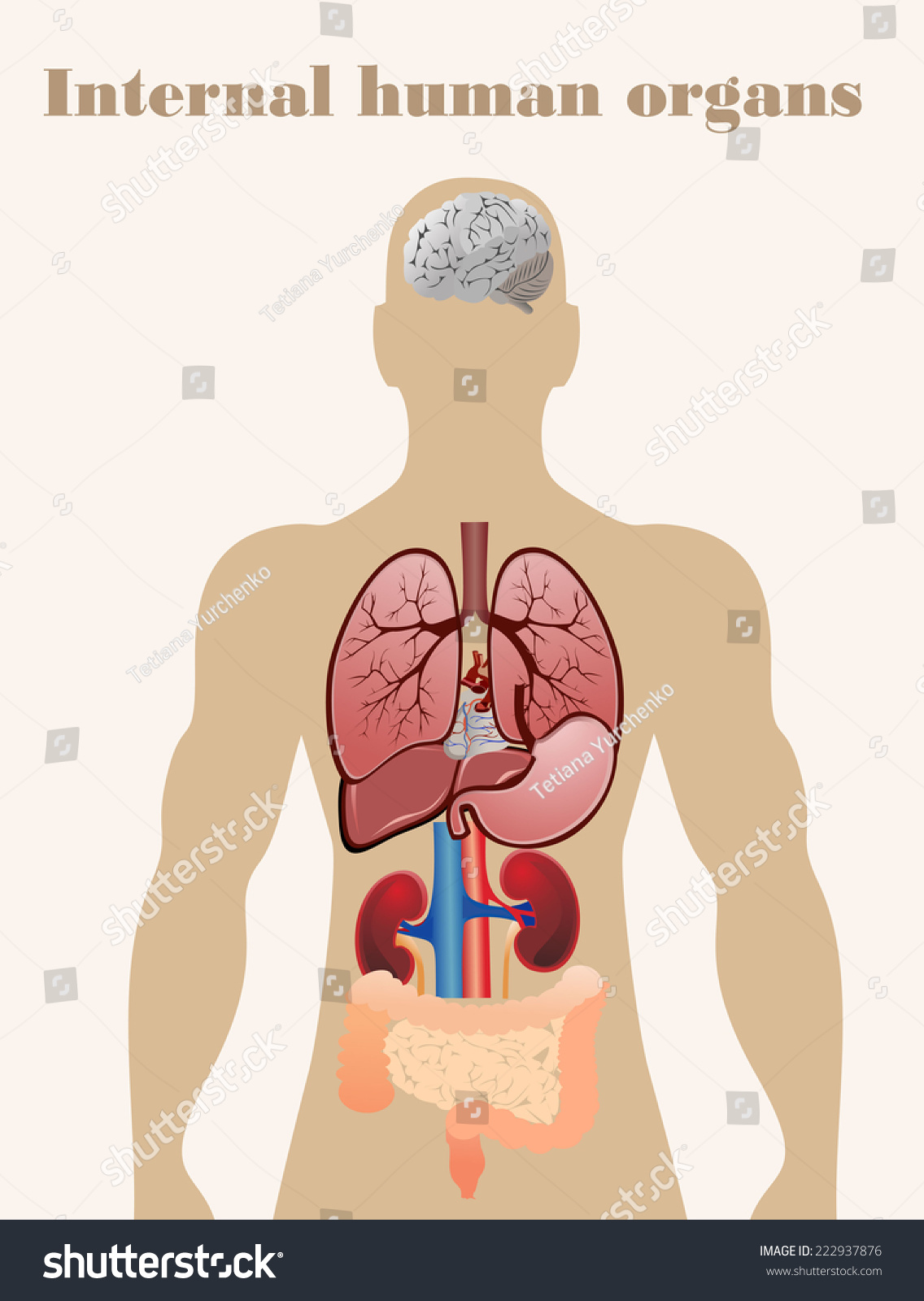 Set Of Human Anatomy Parts: Brain, Liver, Heart, Kidney, Lung, Stomach ...