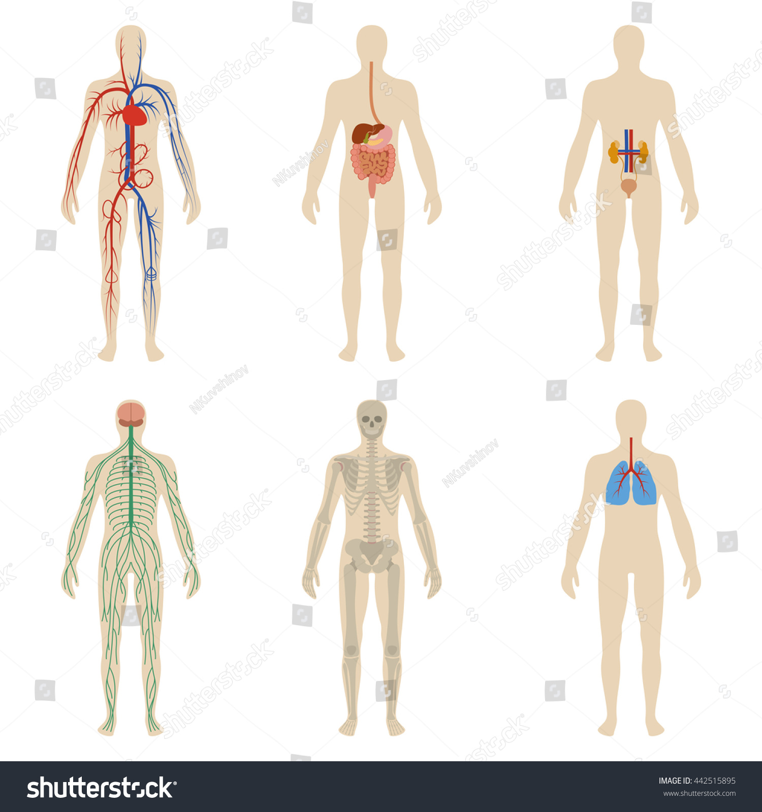 Set Human Organs Systems Body Vitality Stock Illustration 442515895 ...