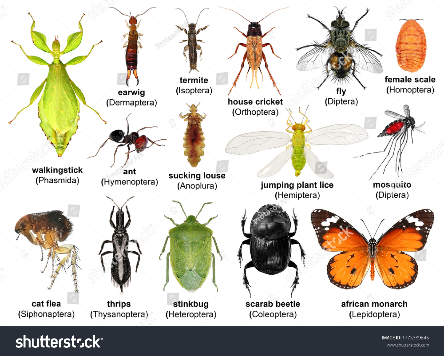 Set Insects Isolated On White Background Stock Photo 1773389645 ...