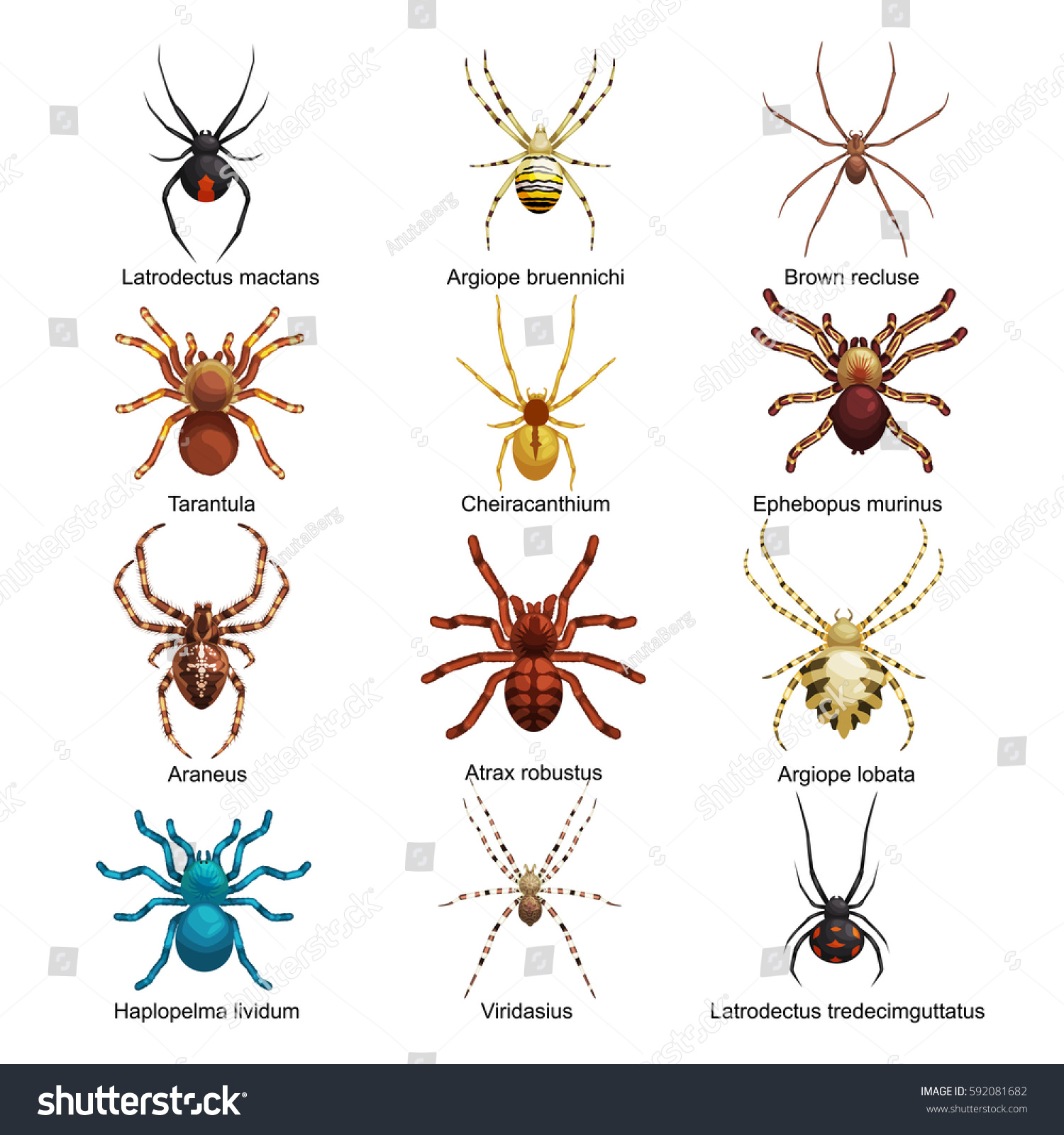 Set Isolated Dangerous Pest Spiders Toxic Stock Illustration 592081682