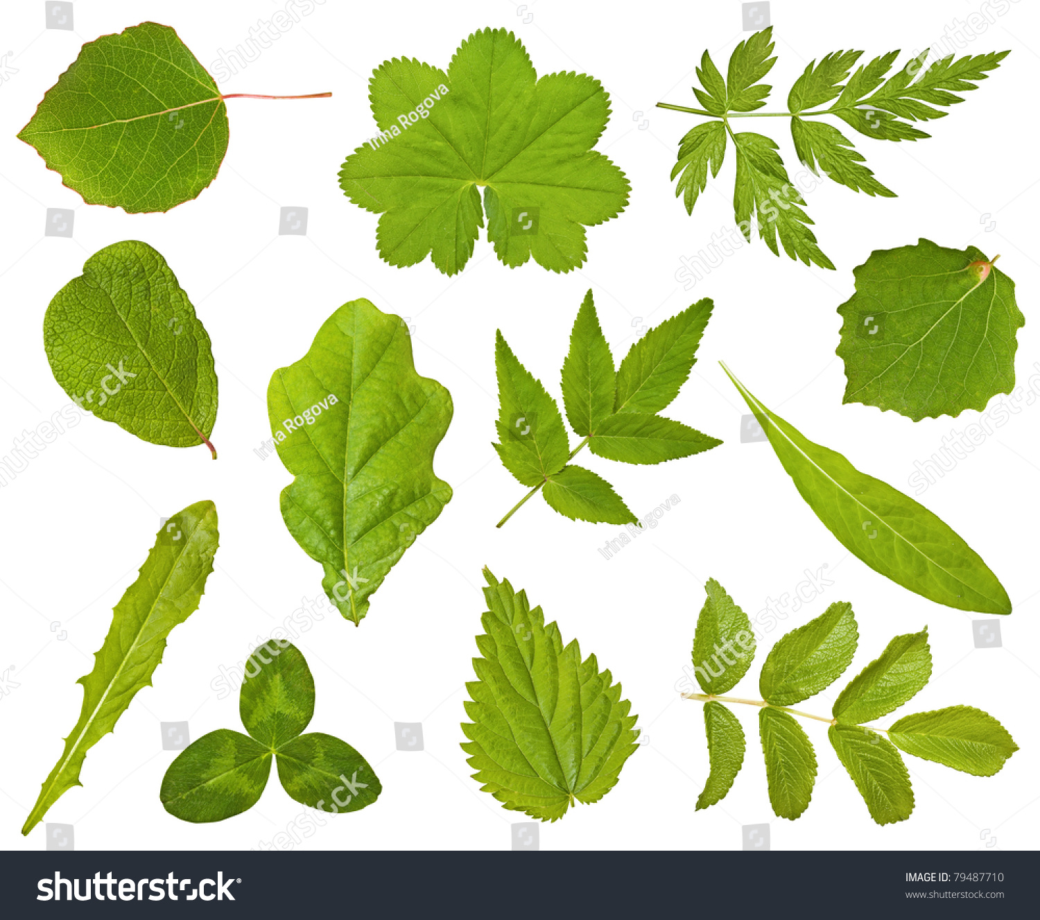 Set Of Leaf Of Different Plants On The White Stock Photo 79487710 ...