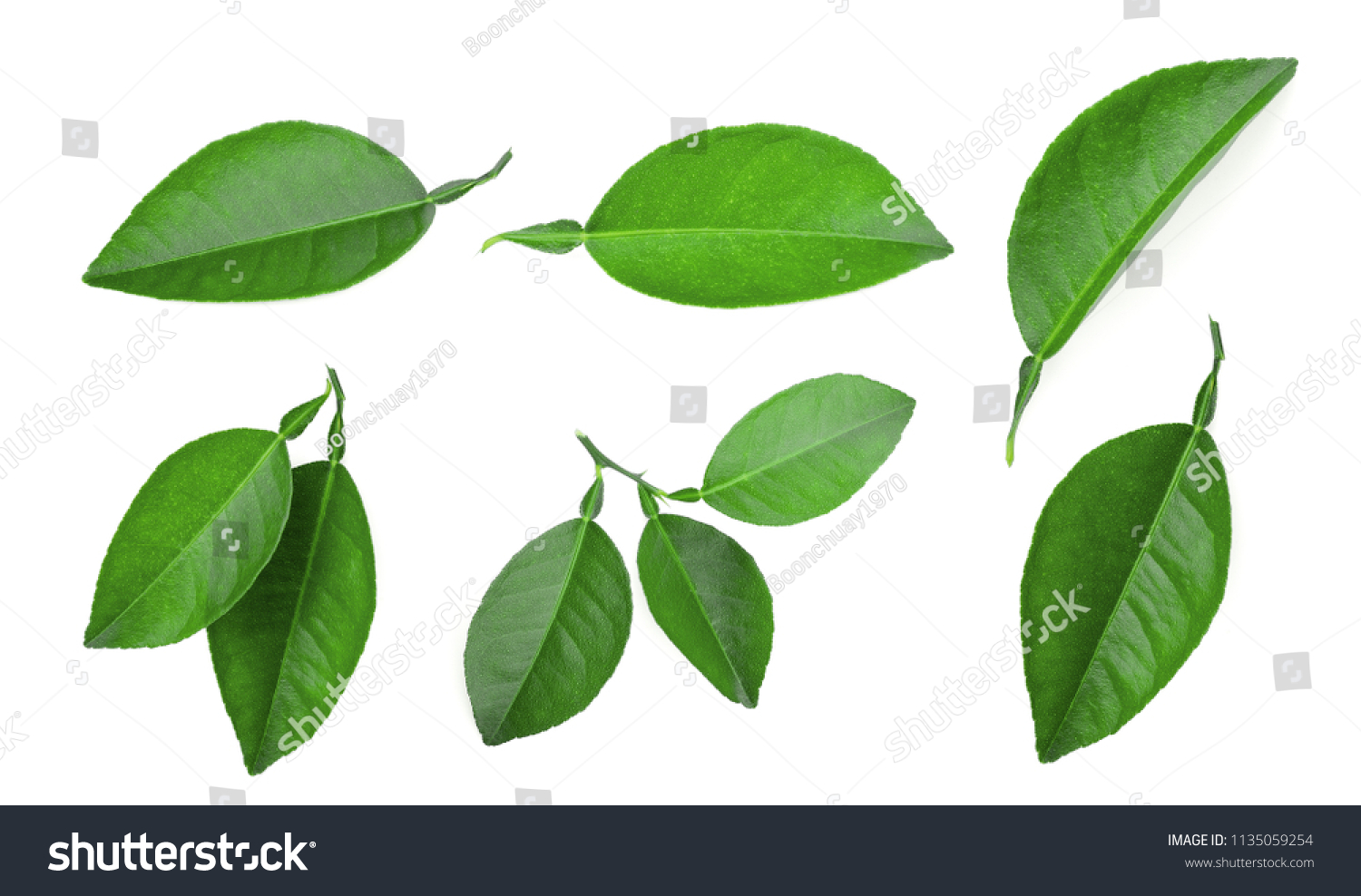 Set Lemon Green Leaf Isolated On Stock Photo (Edit Now) 1135059254